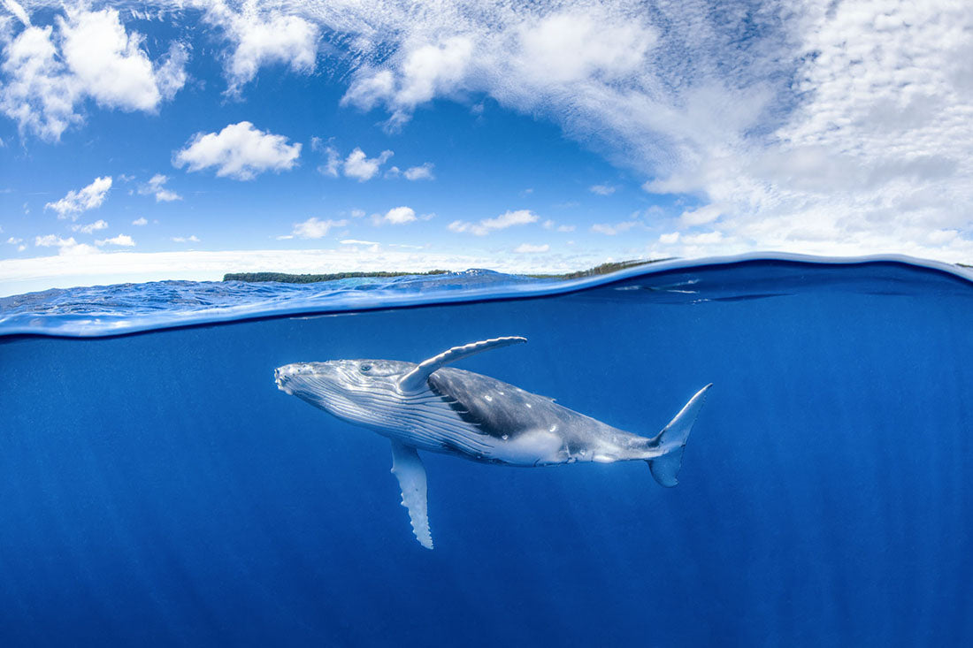 Above & Below Humpback Whale