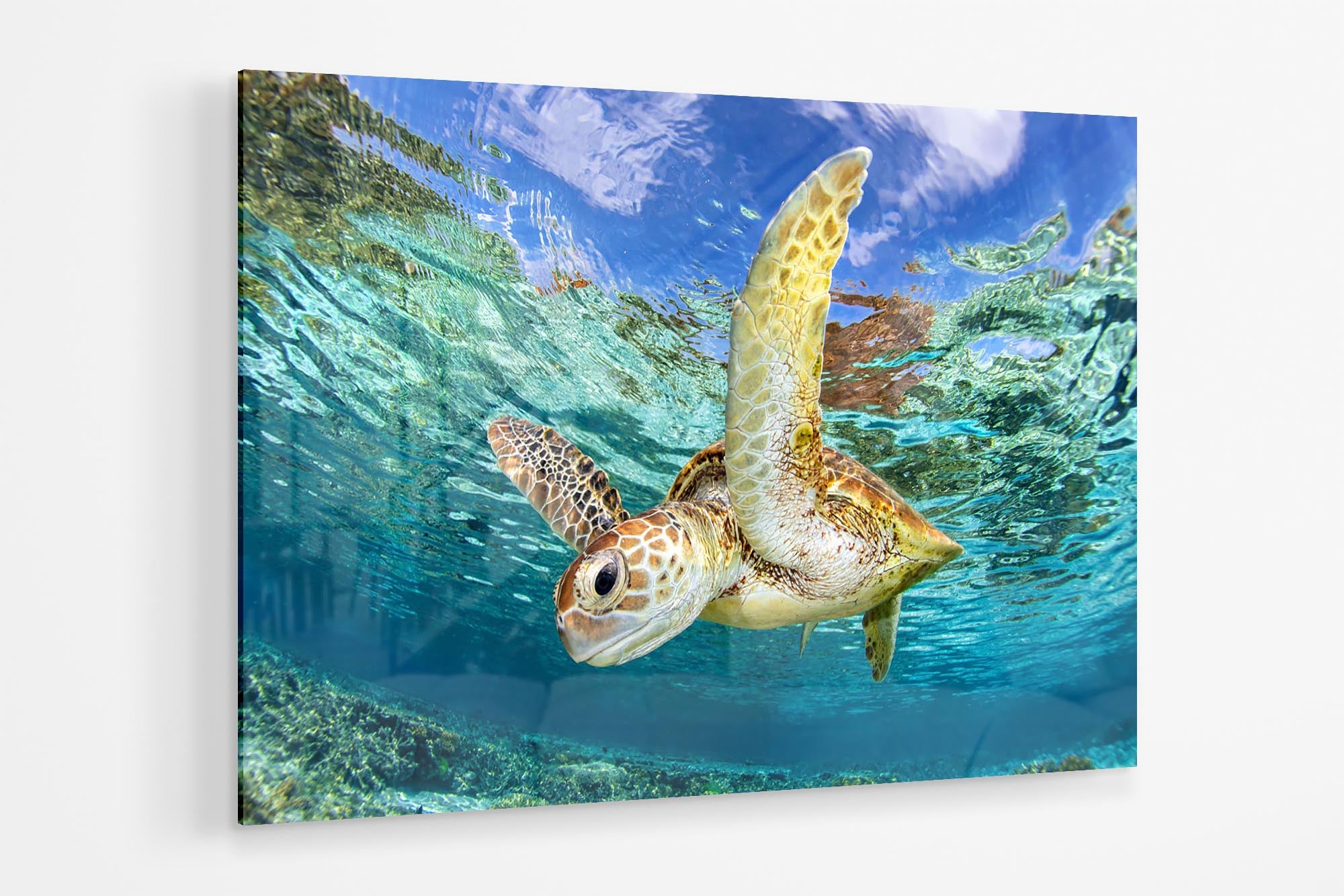 Aqua Blue Sea Turtle | Great Barrier Reef