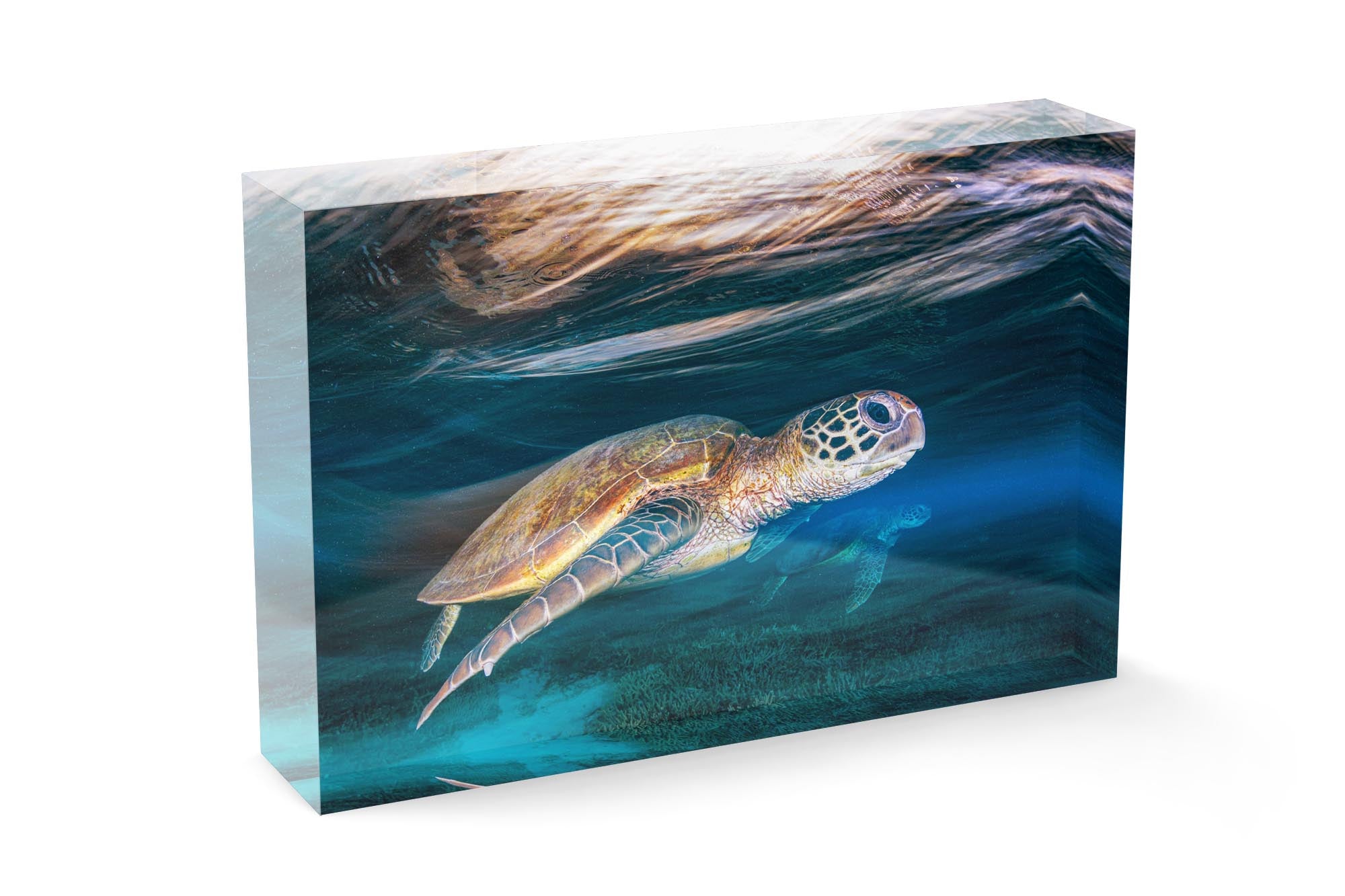 Ghostly Turtles | Great Barrier Reef