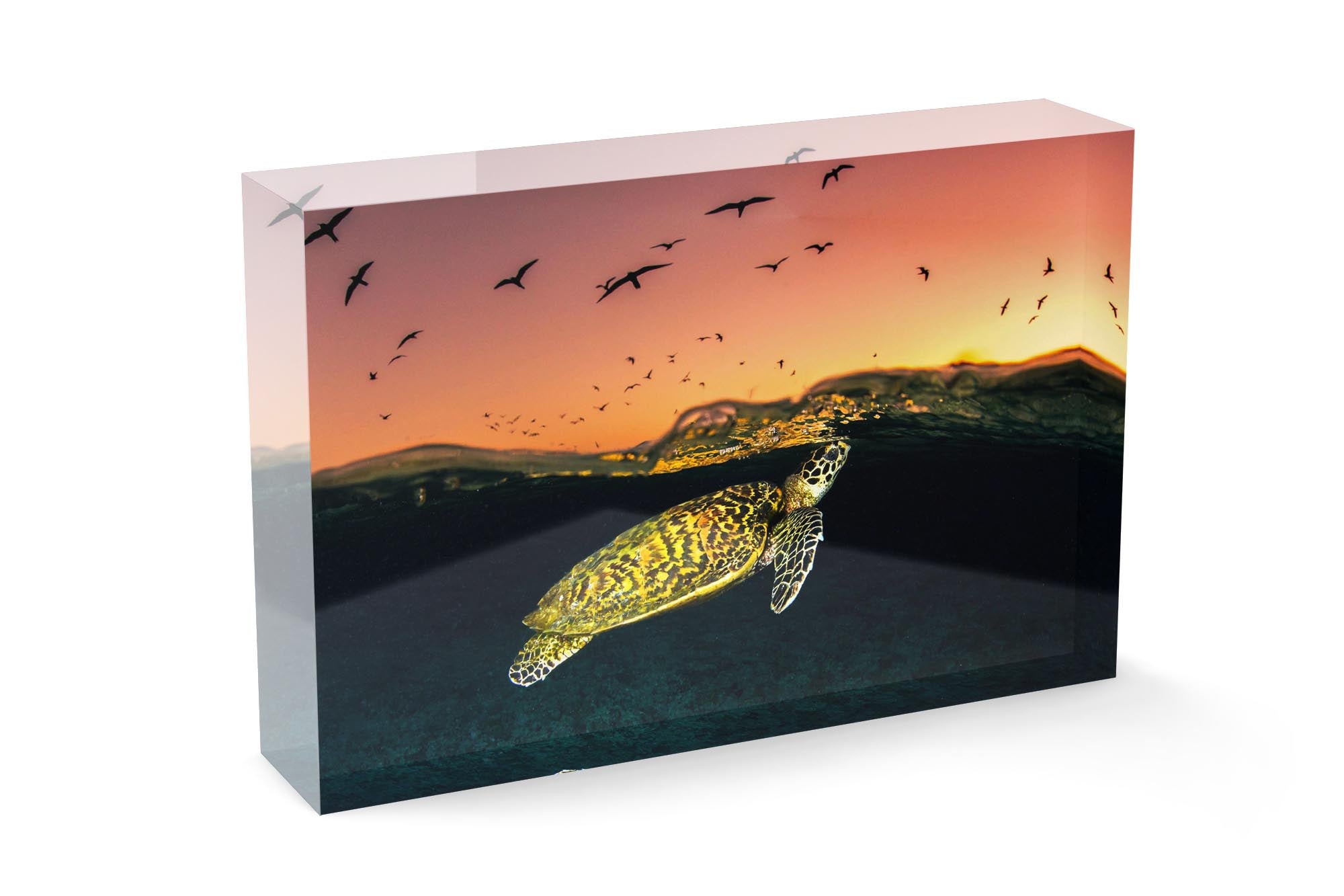 Hawksbill Sea Turtle Sunset