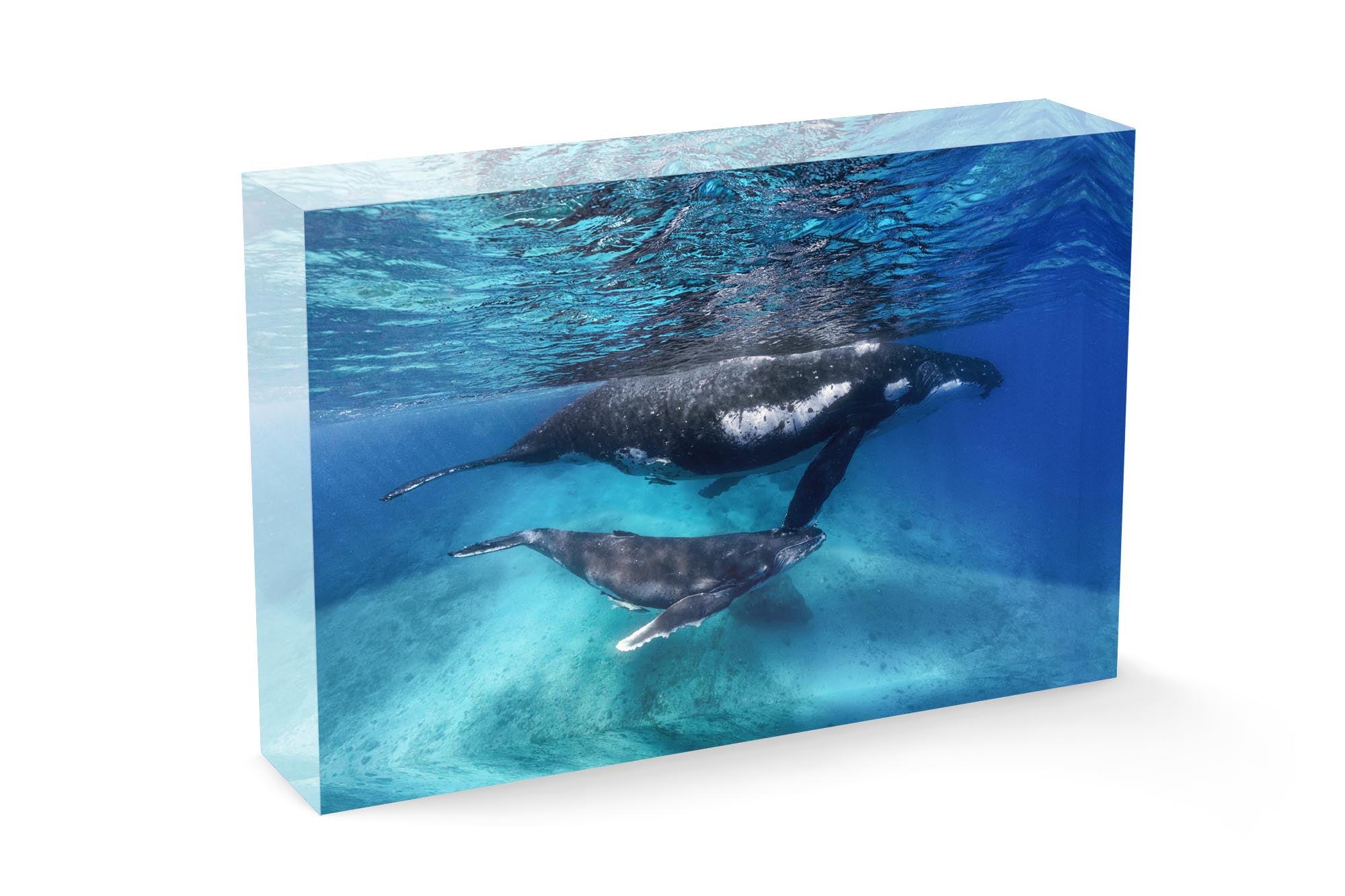 Humpback Whale Clarity
