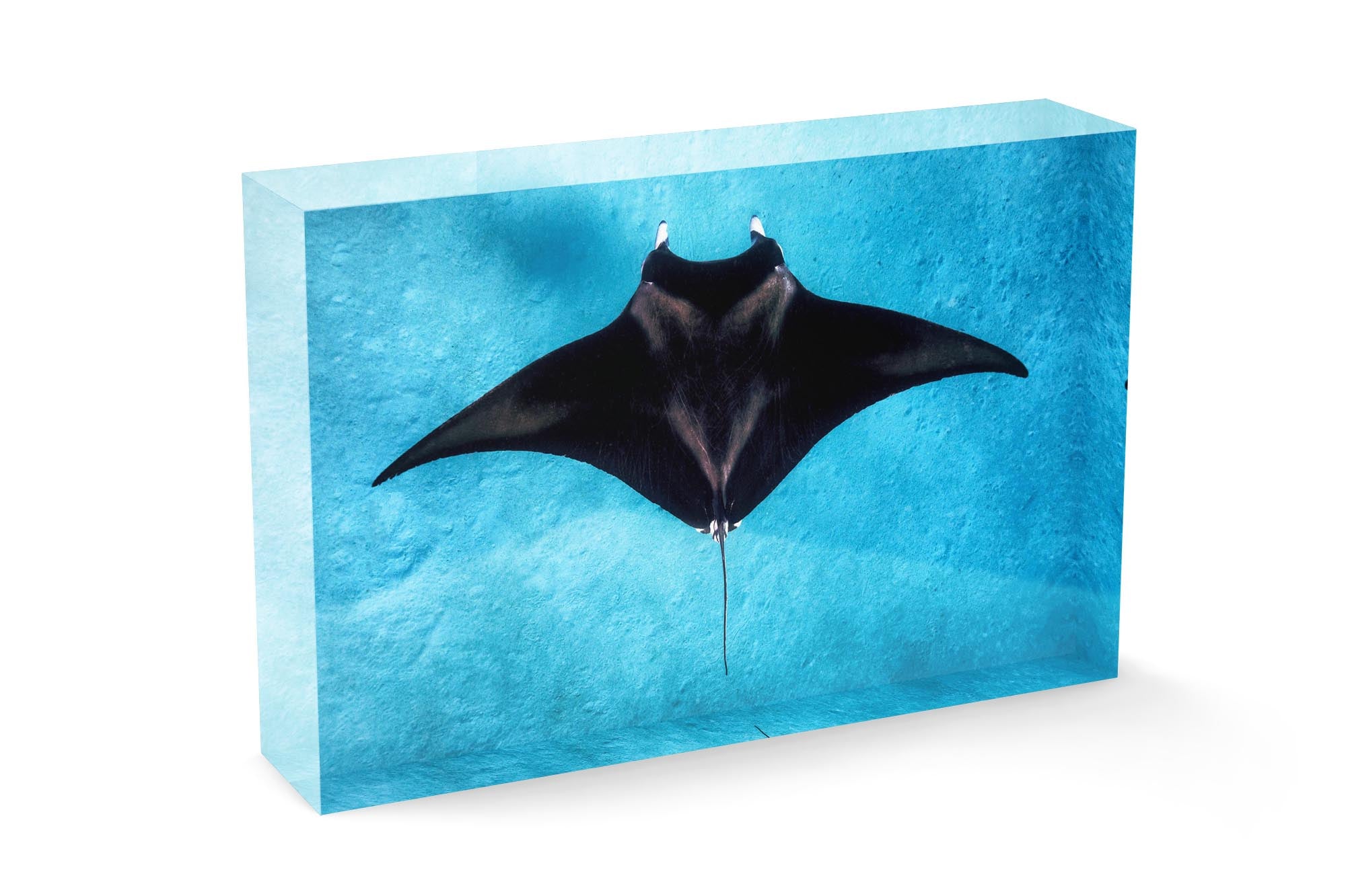 Manta Ray Clarity Great Barrier Reef