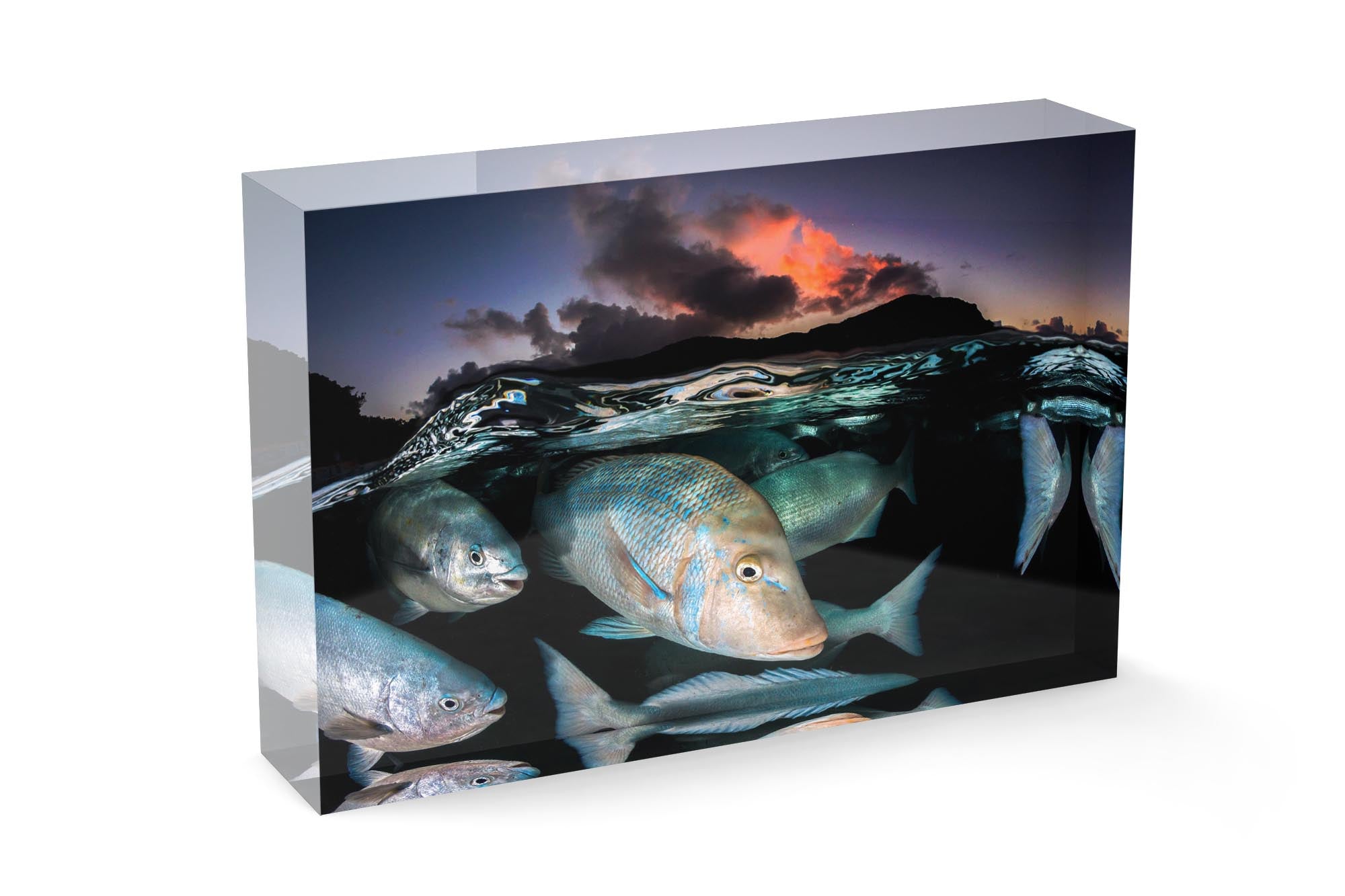 Sunset Fish Frenzy | Lord Howe Island