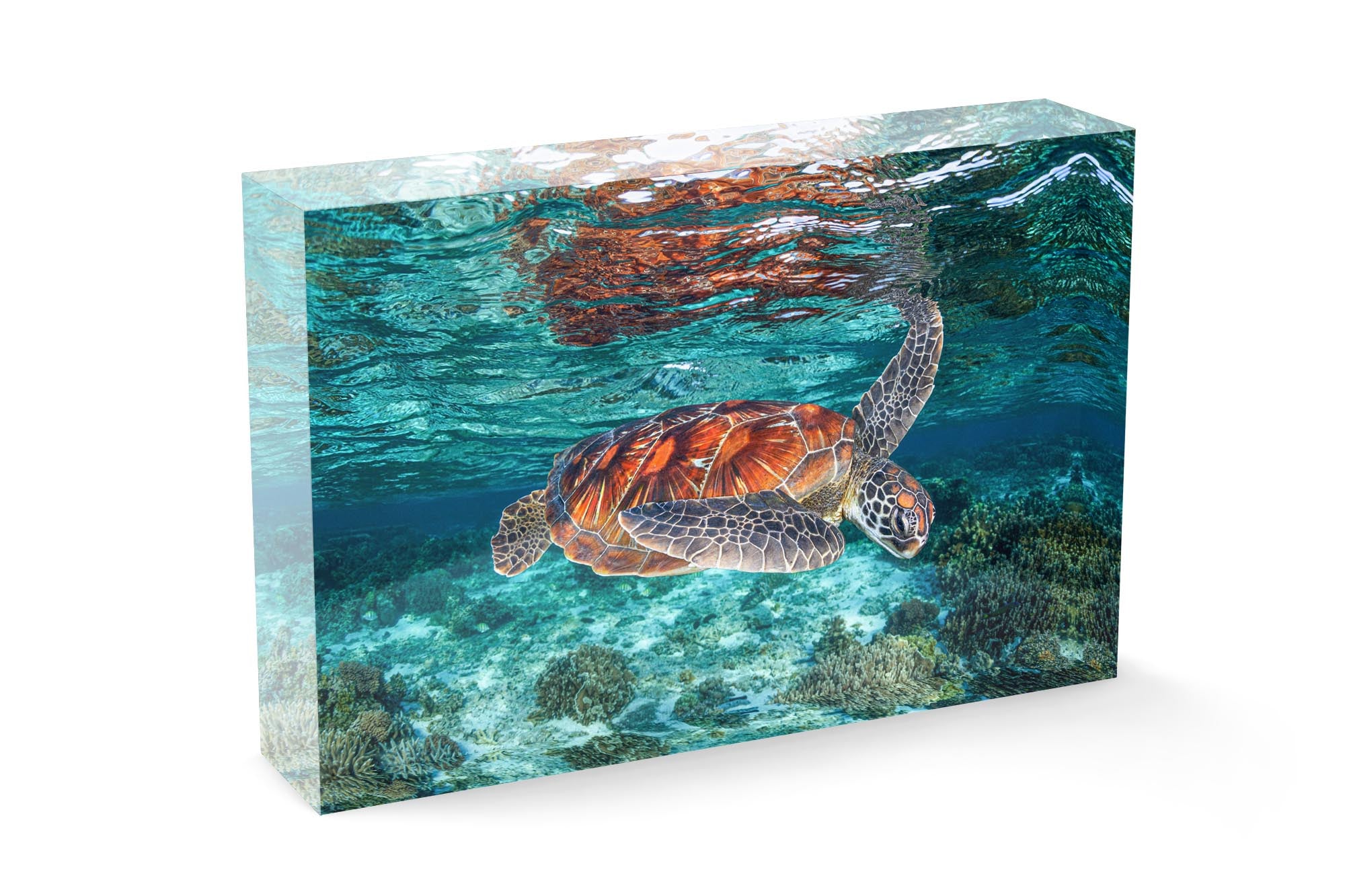 Turquoise Turtle | Great Barrier Reef