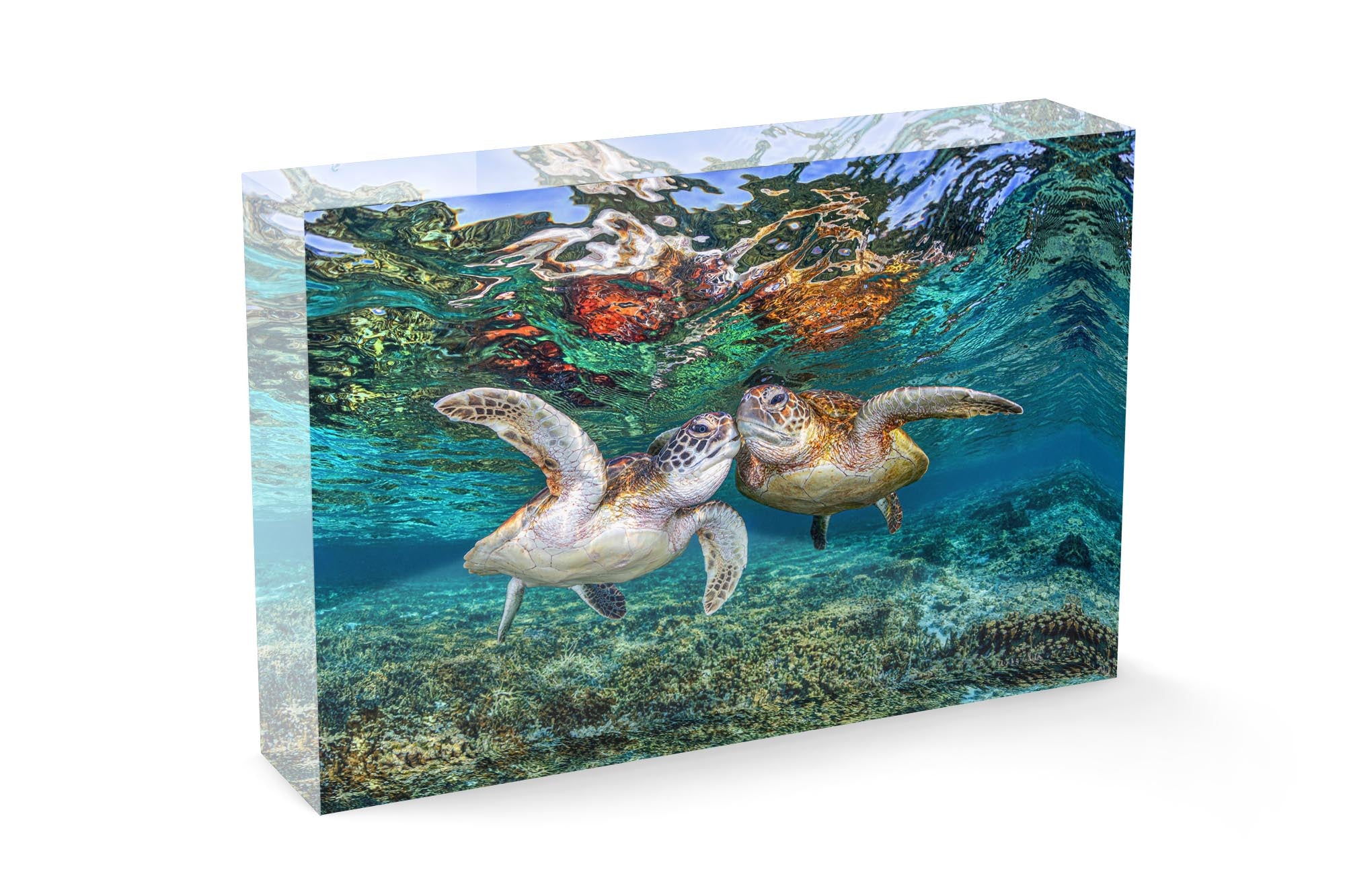 Turtle Kisses | Great Barrier Reef