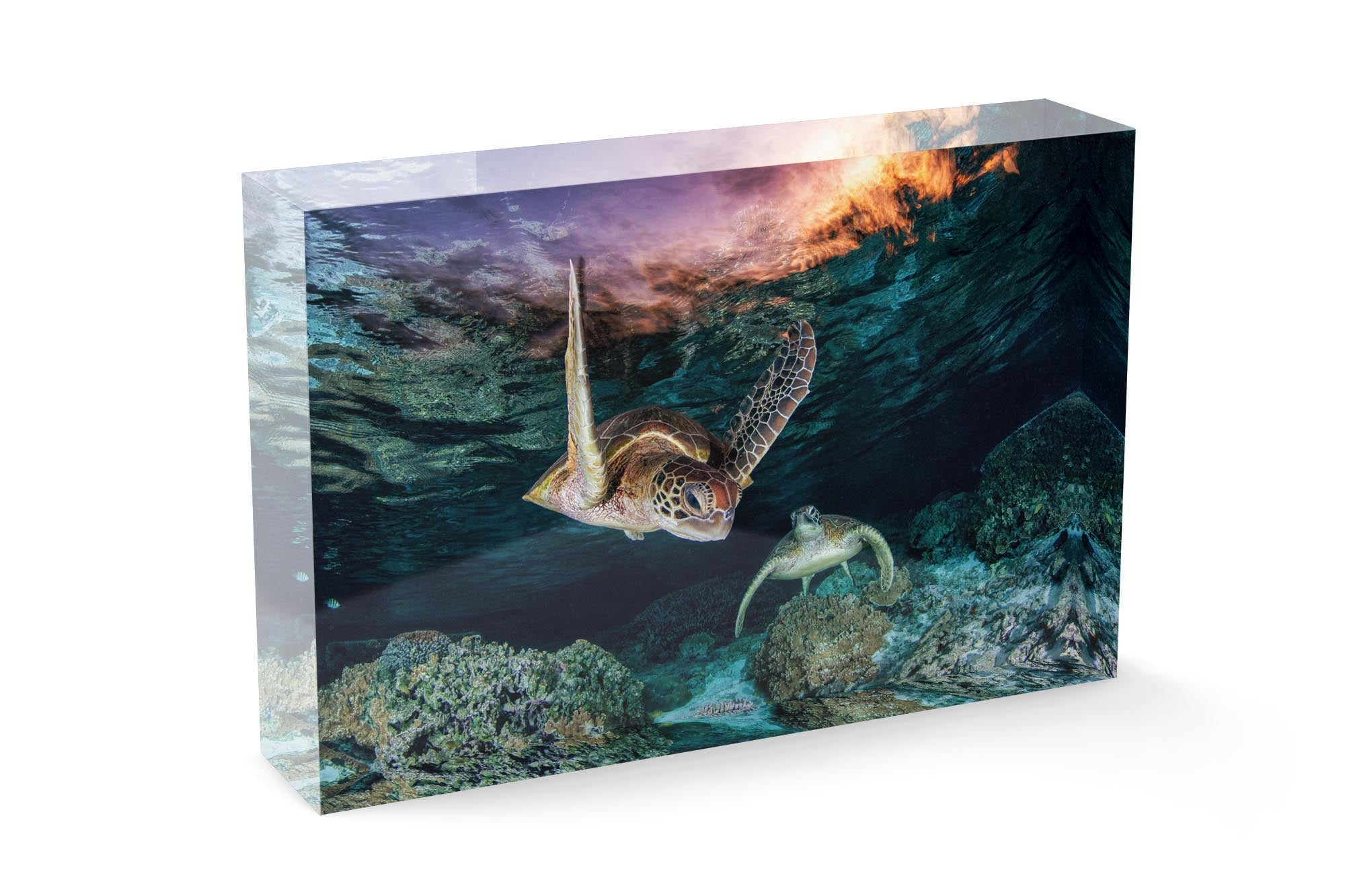Twilight Turtles Great Barrier Reef