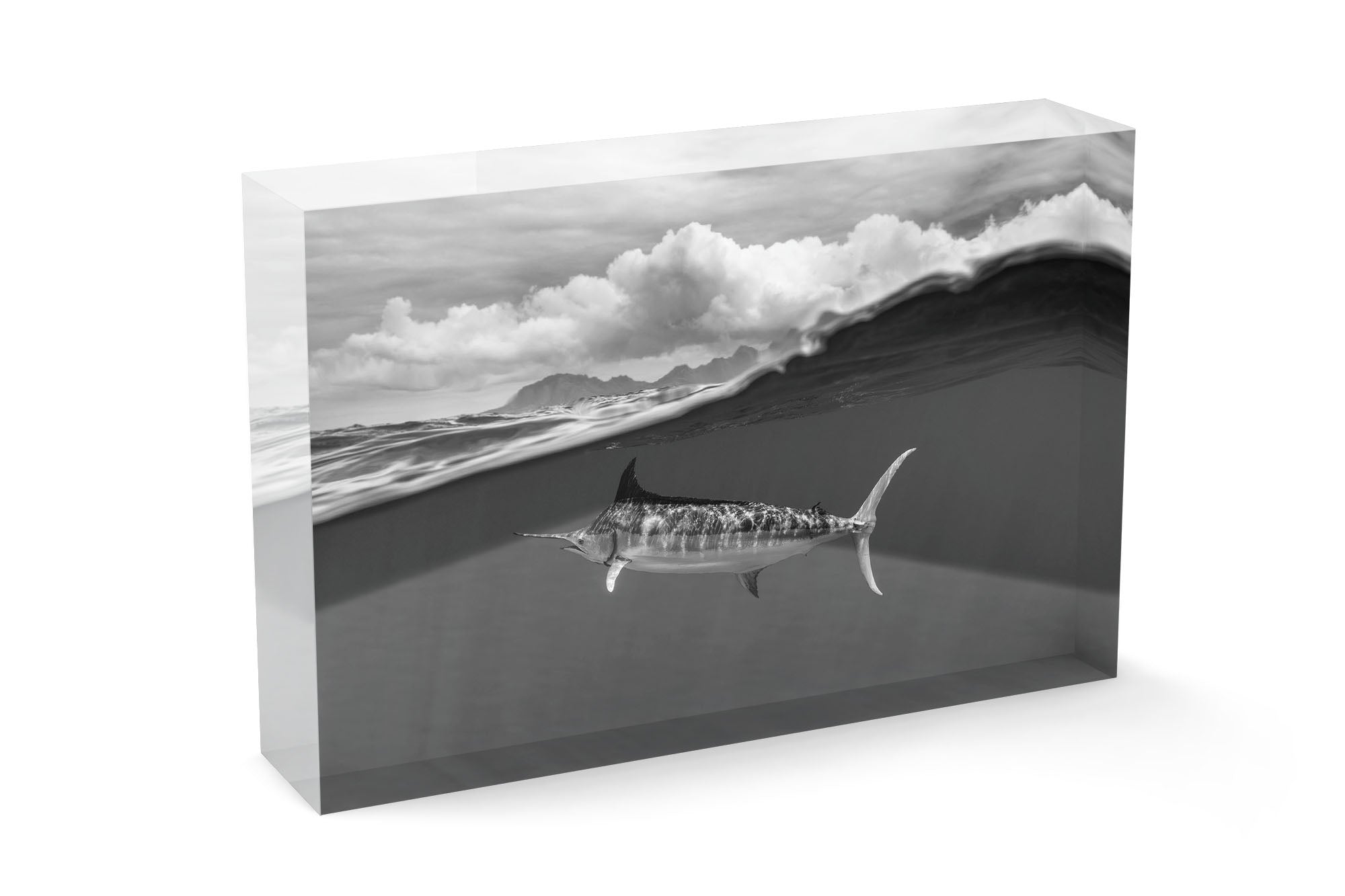 Blue Marlin Monochrome