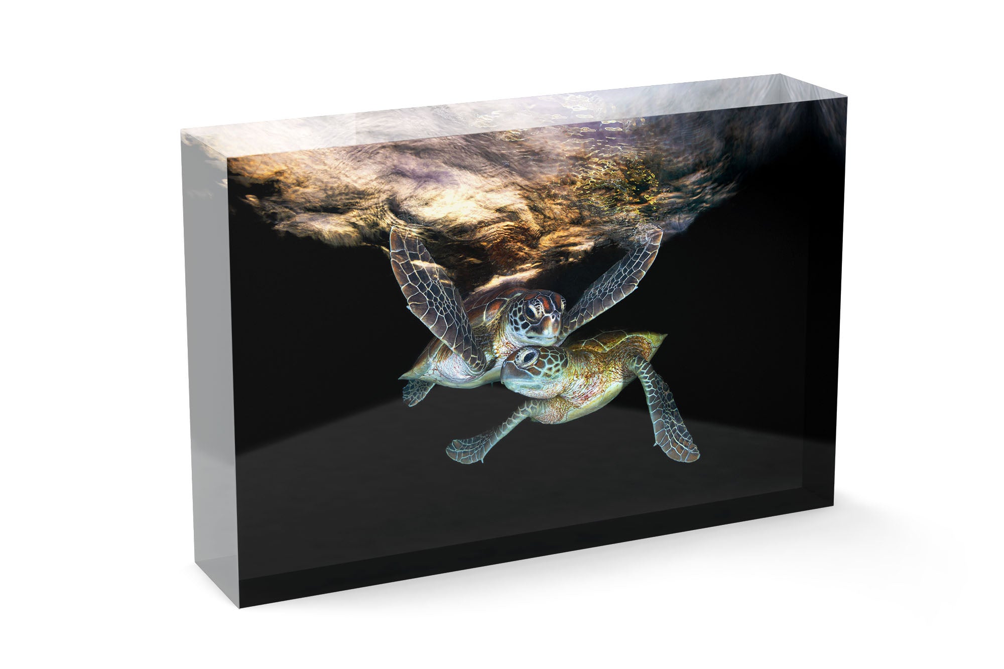 Double Trouble | Great Barrier Reef