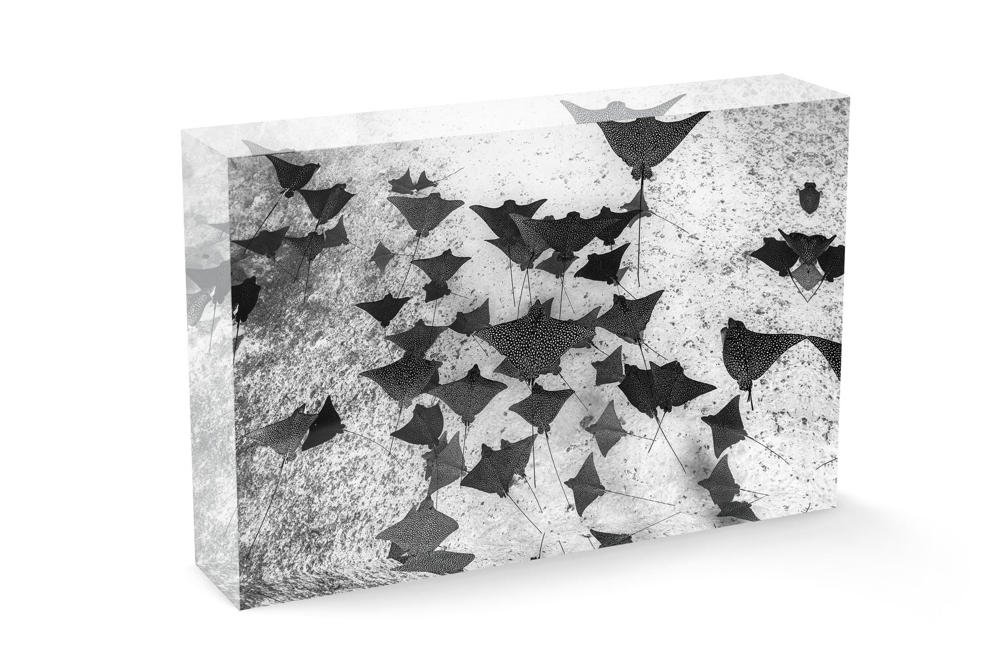 Spotted Eagle Ray Fever Monochrome