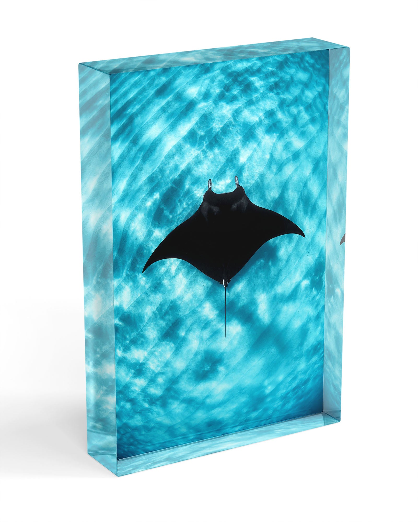 Manta Ray Vertical | Coral Bay Ningaloo Reef