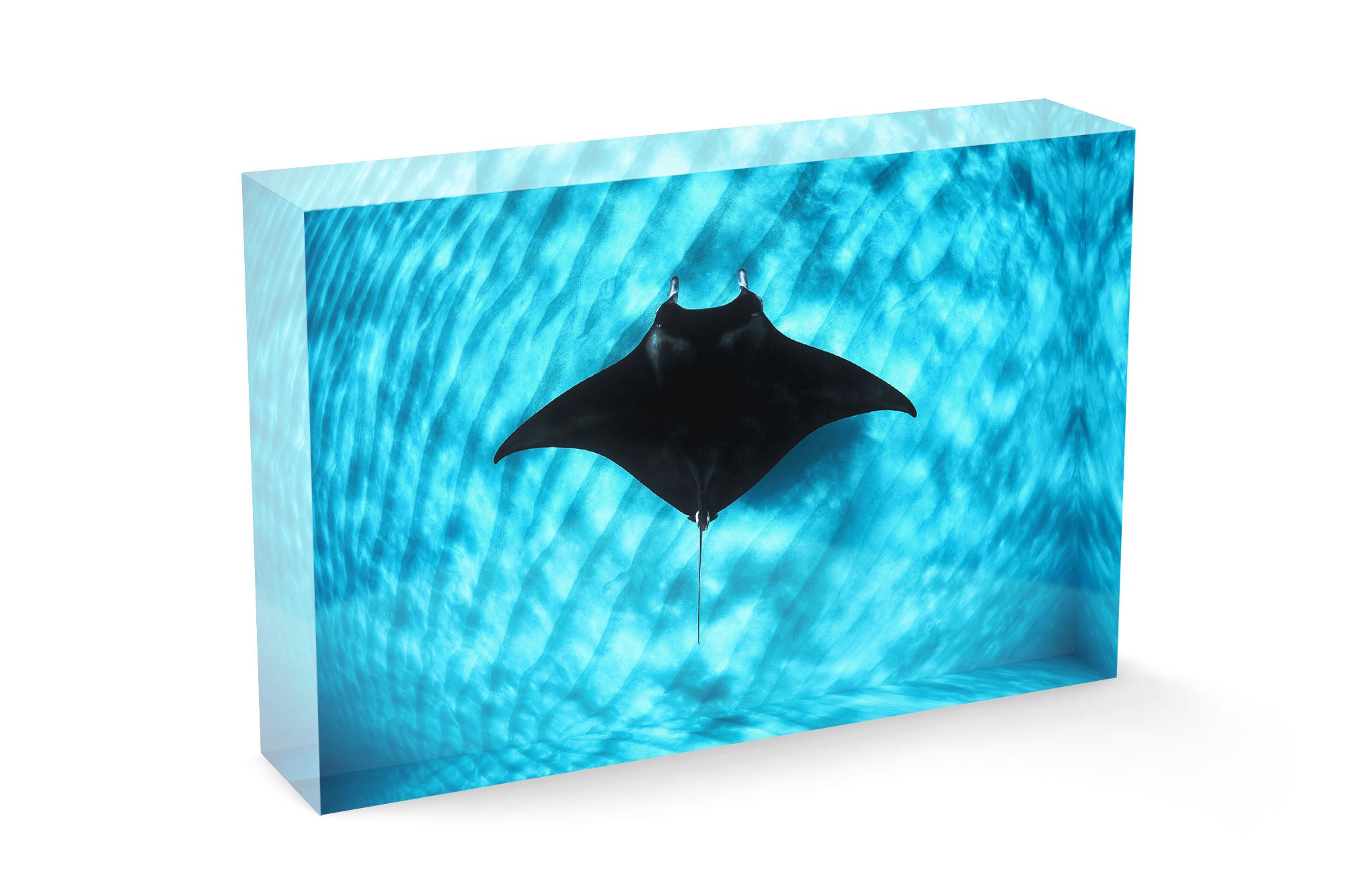 Manta Ray Coral Bay | Ningaloo Reef