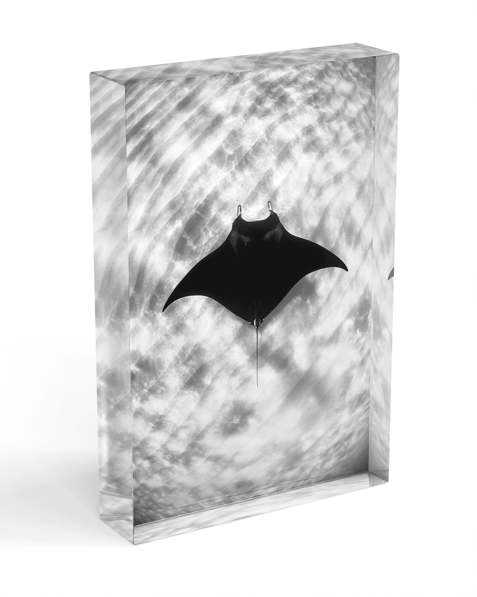 Manta Ray Vertical Monochrome | Ningaloo Reef
