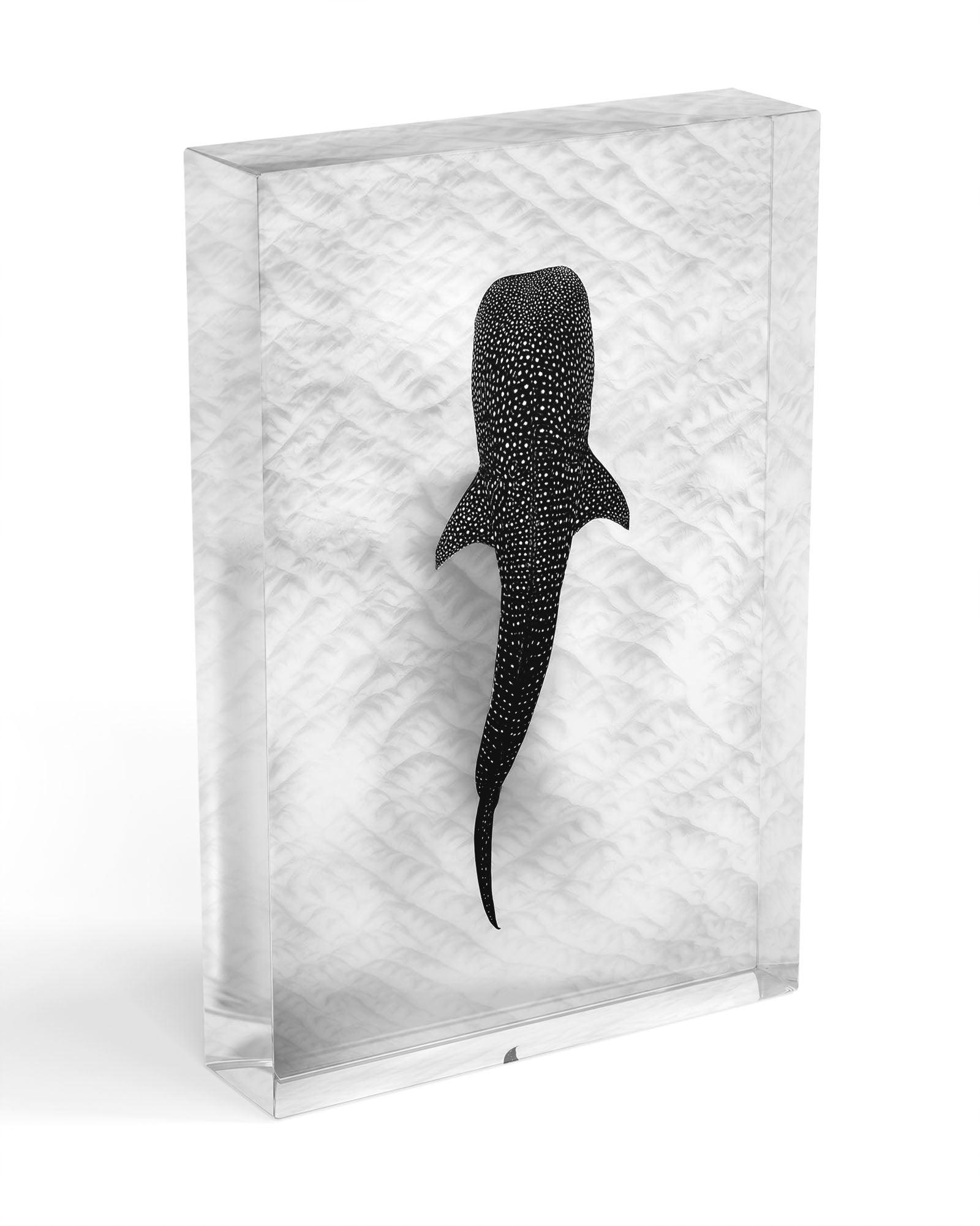 Whale Shark on the Sand Ningaloo Reef | Monochrome