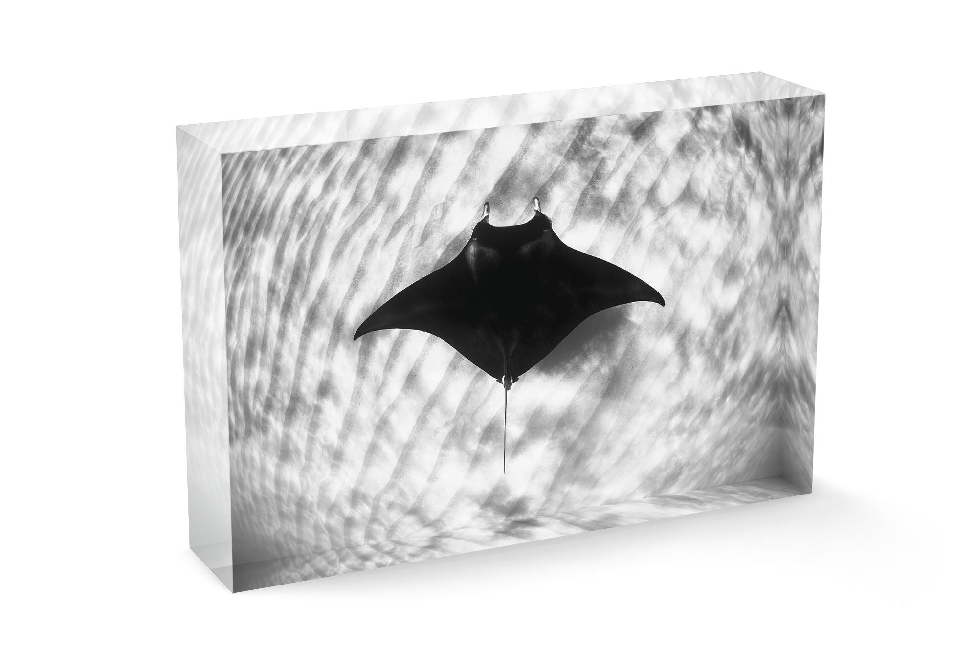 Manta Ray Coral Bay Ningaloo Reef | Monochrome