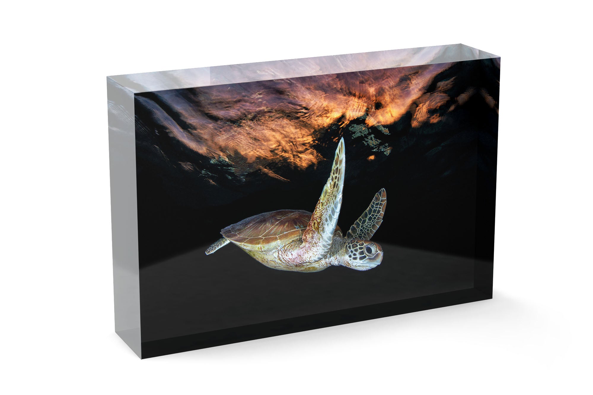 Turtle Sunset Tranquility | Great Barrier Reef