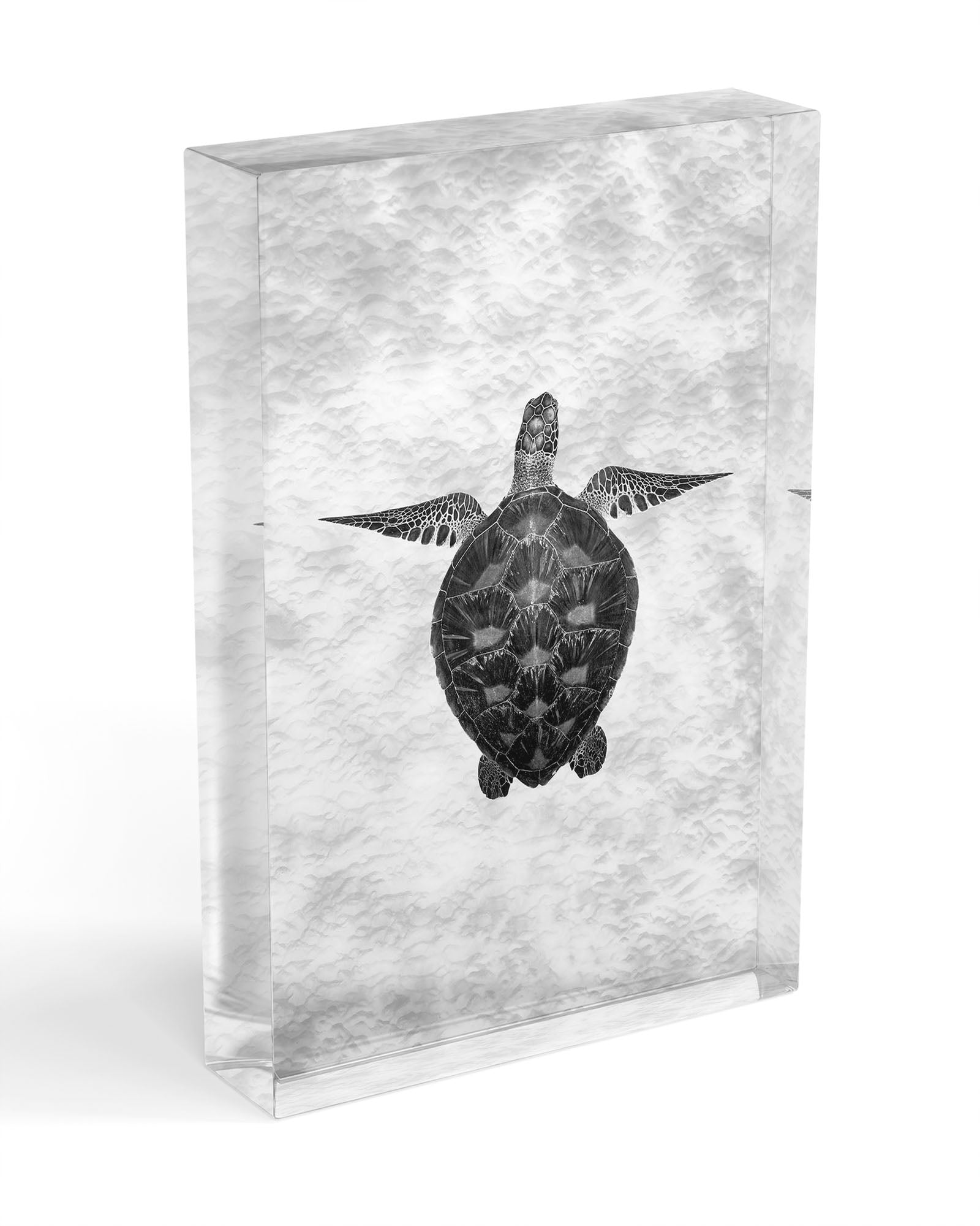 Green Sea Turtle Clarity Monochrome | Vertical