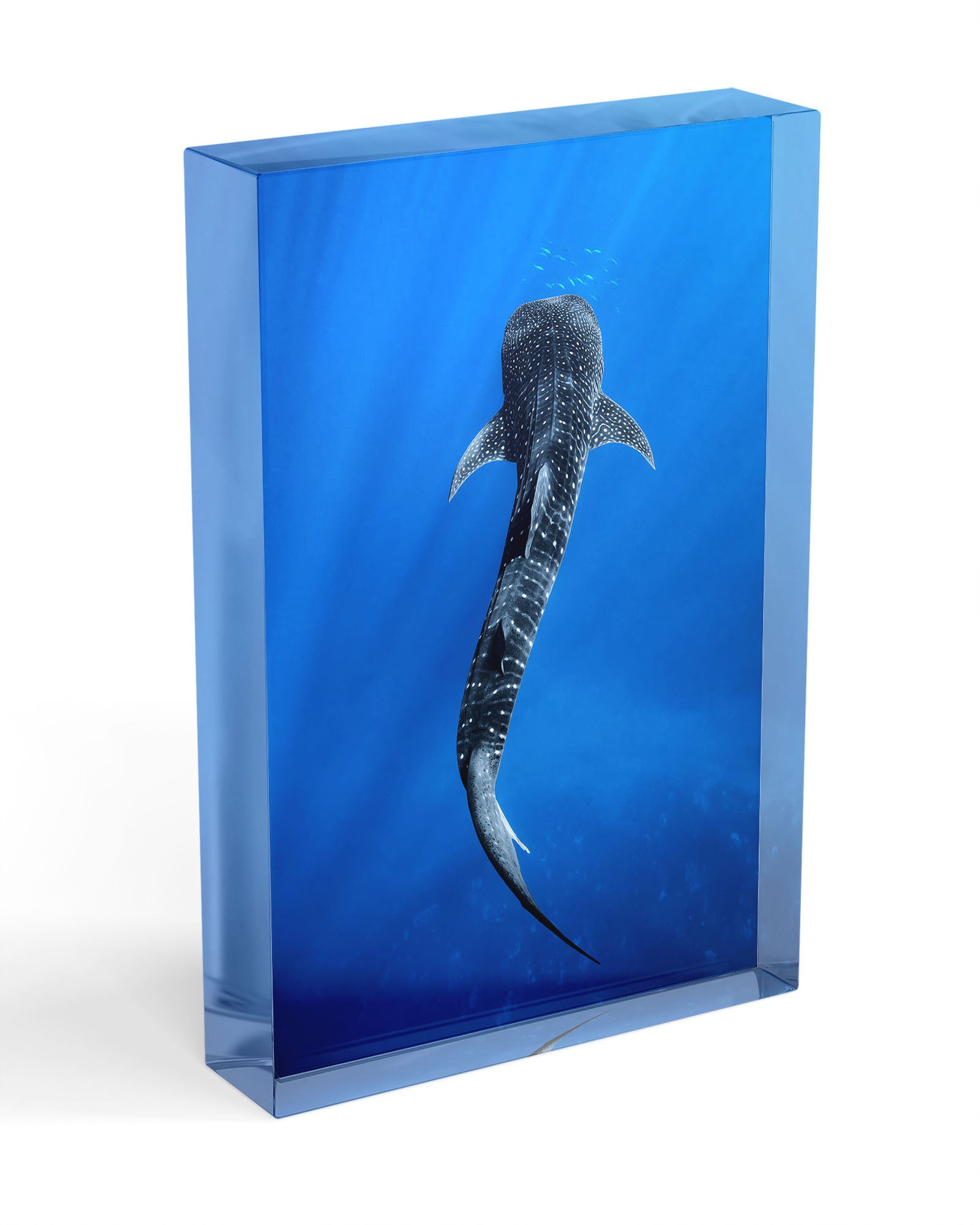 Into The Blue Whale Shark | Ningaloo Reef