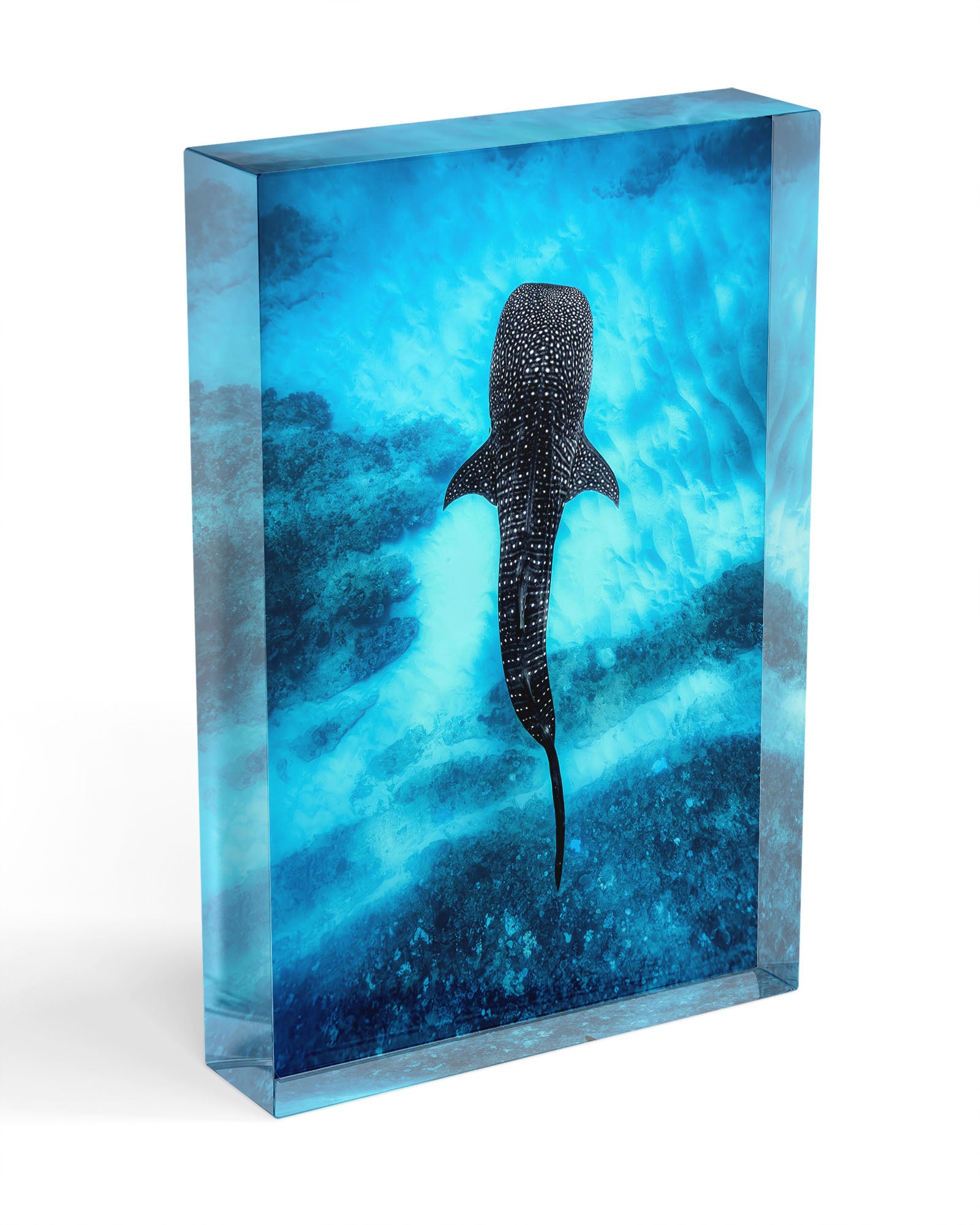 Whale Shark Over The Reef | Ningaloo Reef