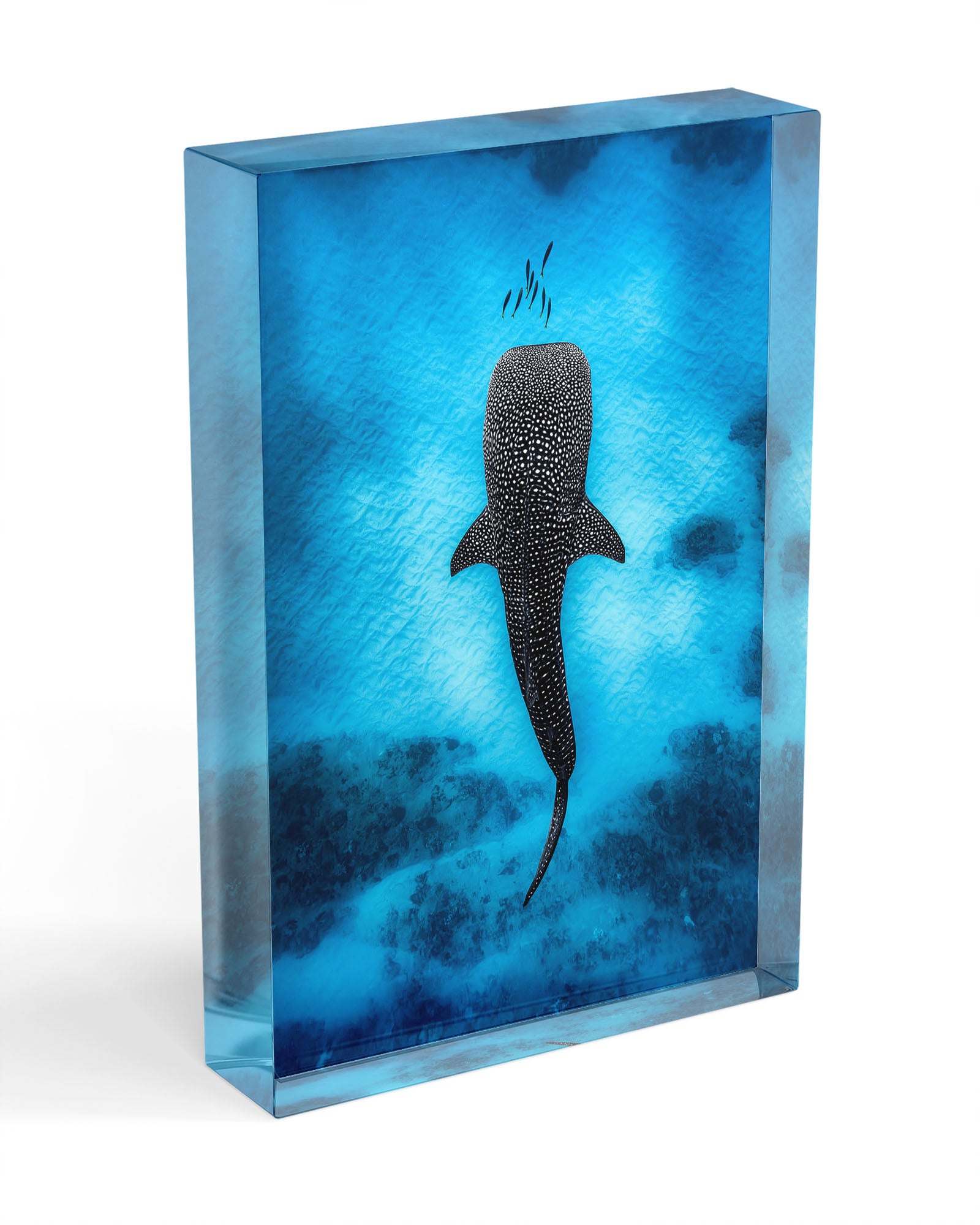 Whale Shark Dreams | Ningaloo Reef