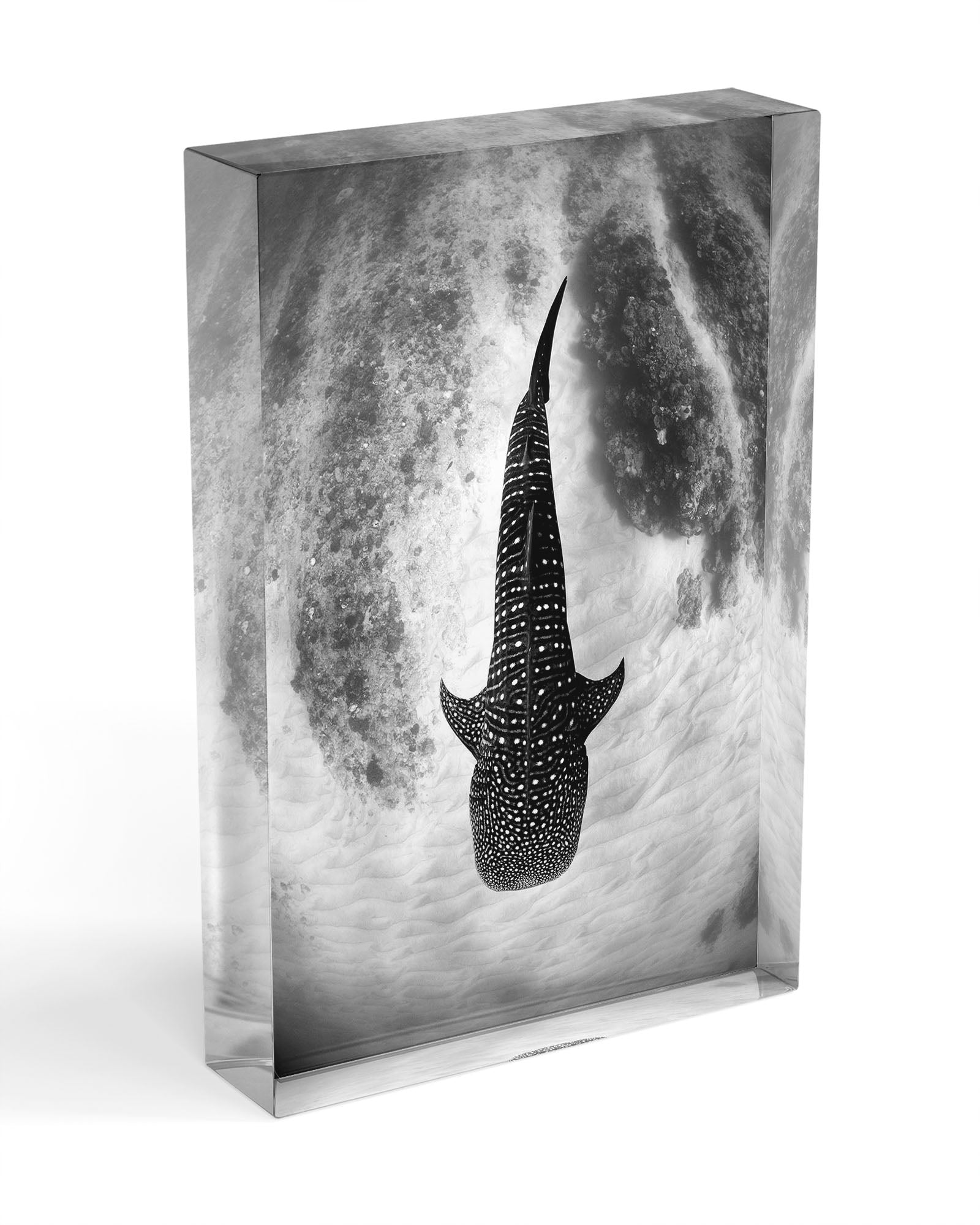 Whale Shark Glide Monochrome | Ningaloo Reef