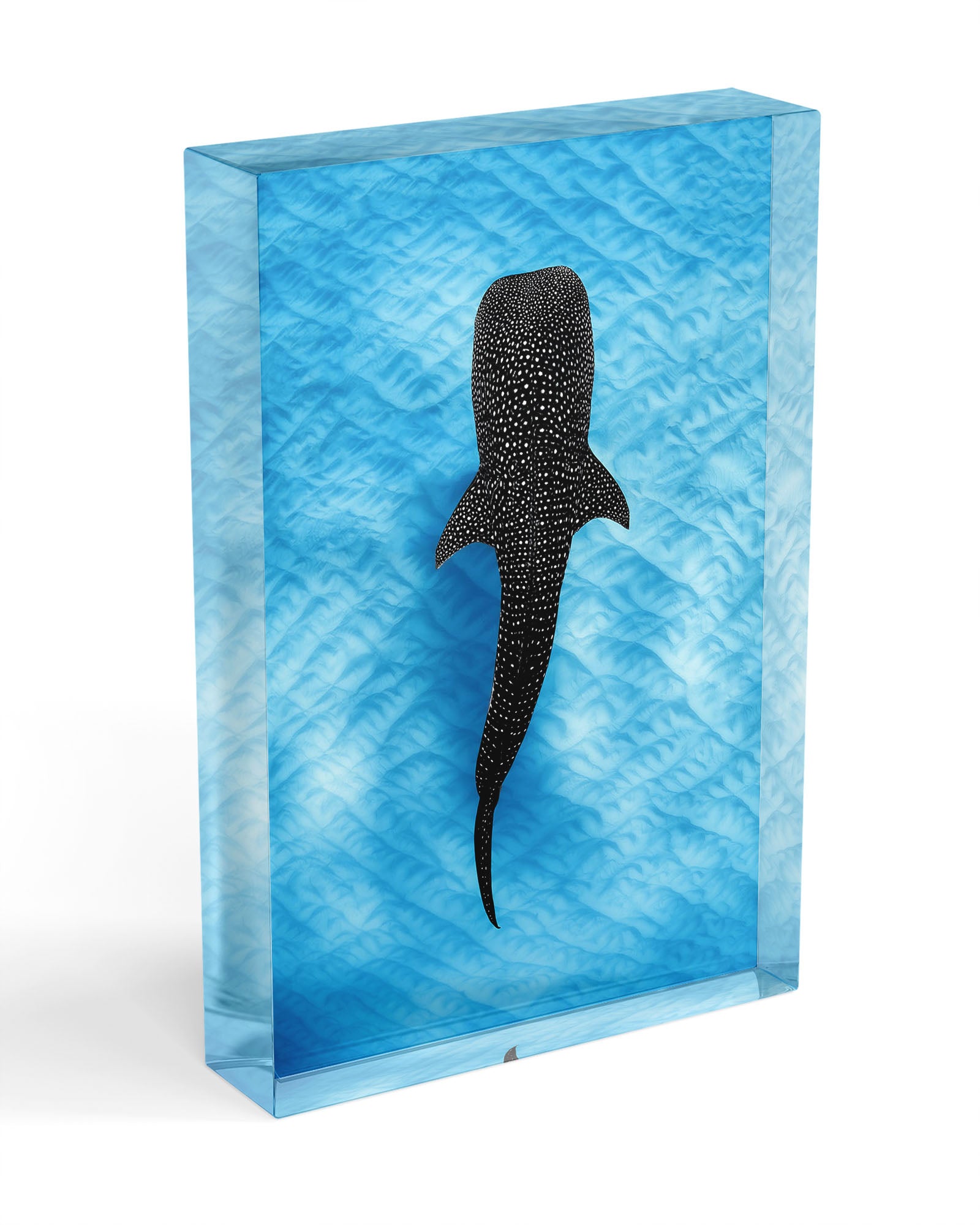 Whale Shark Blues | Ningaloo Reef