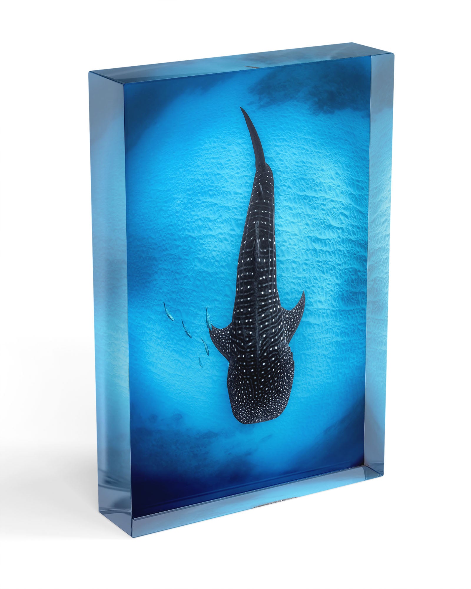 Ningaloo Reef Gentle Giants | Vertical