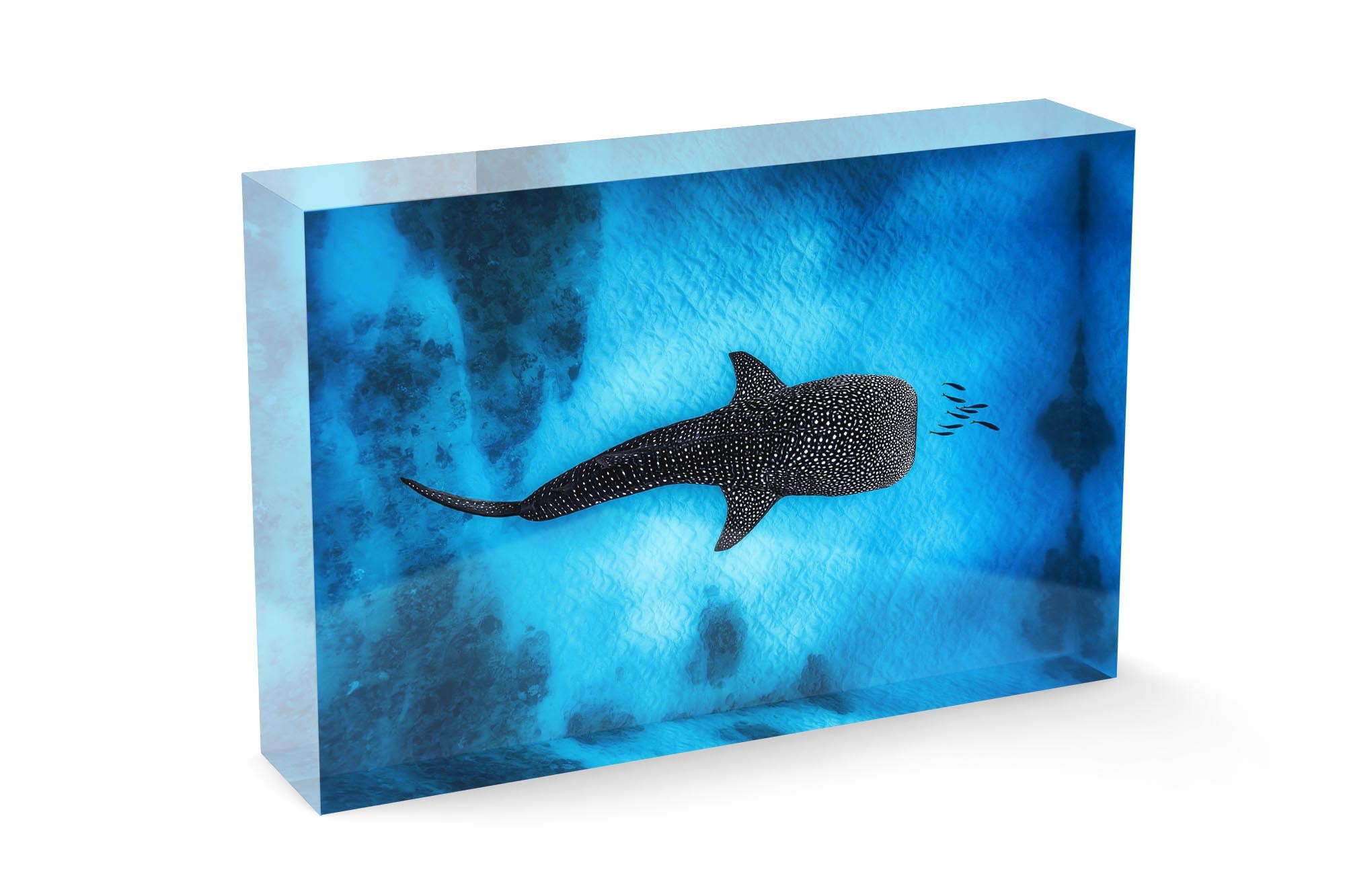 Landscape Whale Shark Dreams Ningaloo Reef