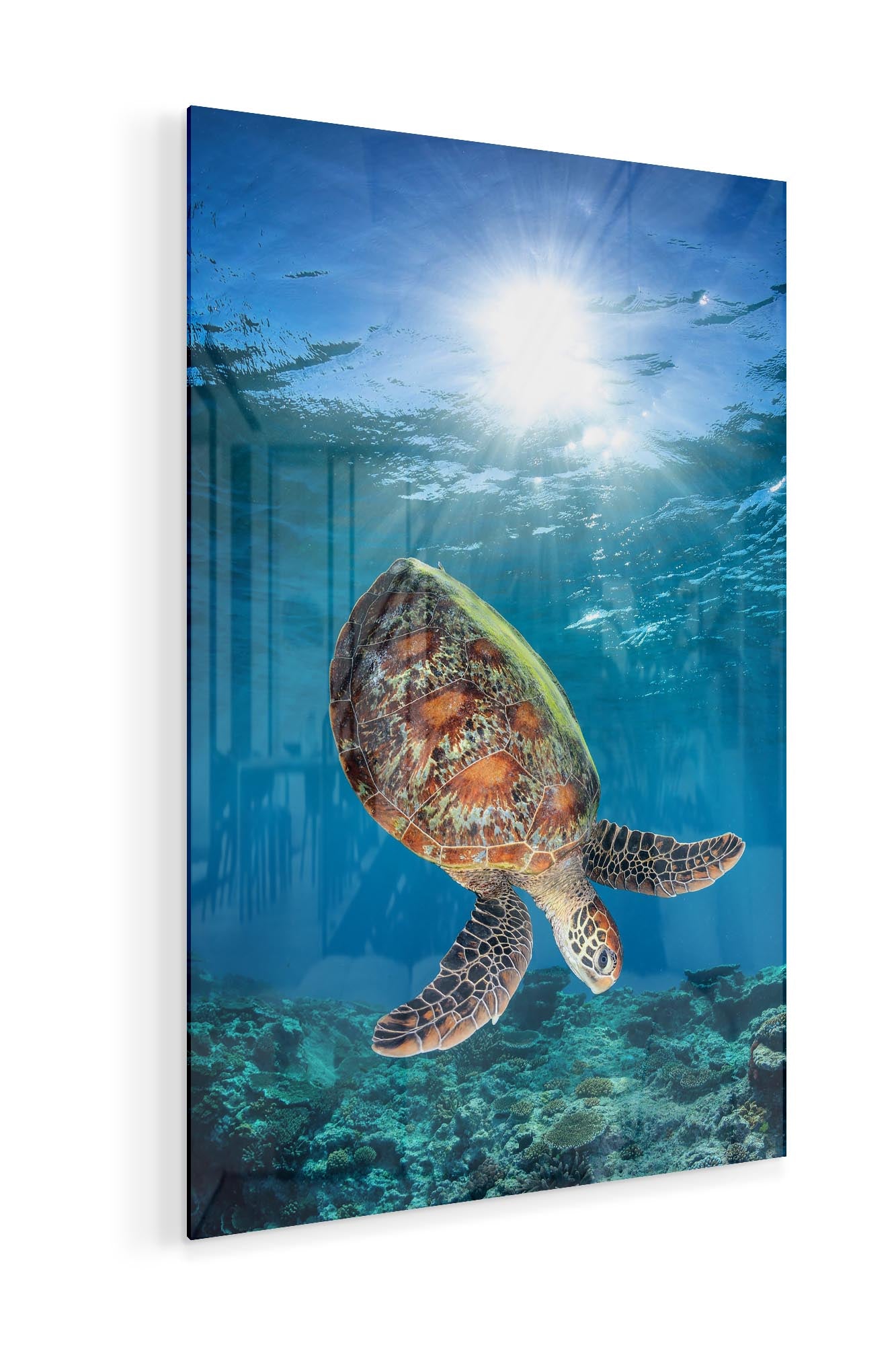 Green Sea Turtle Vertical