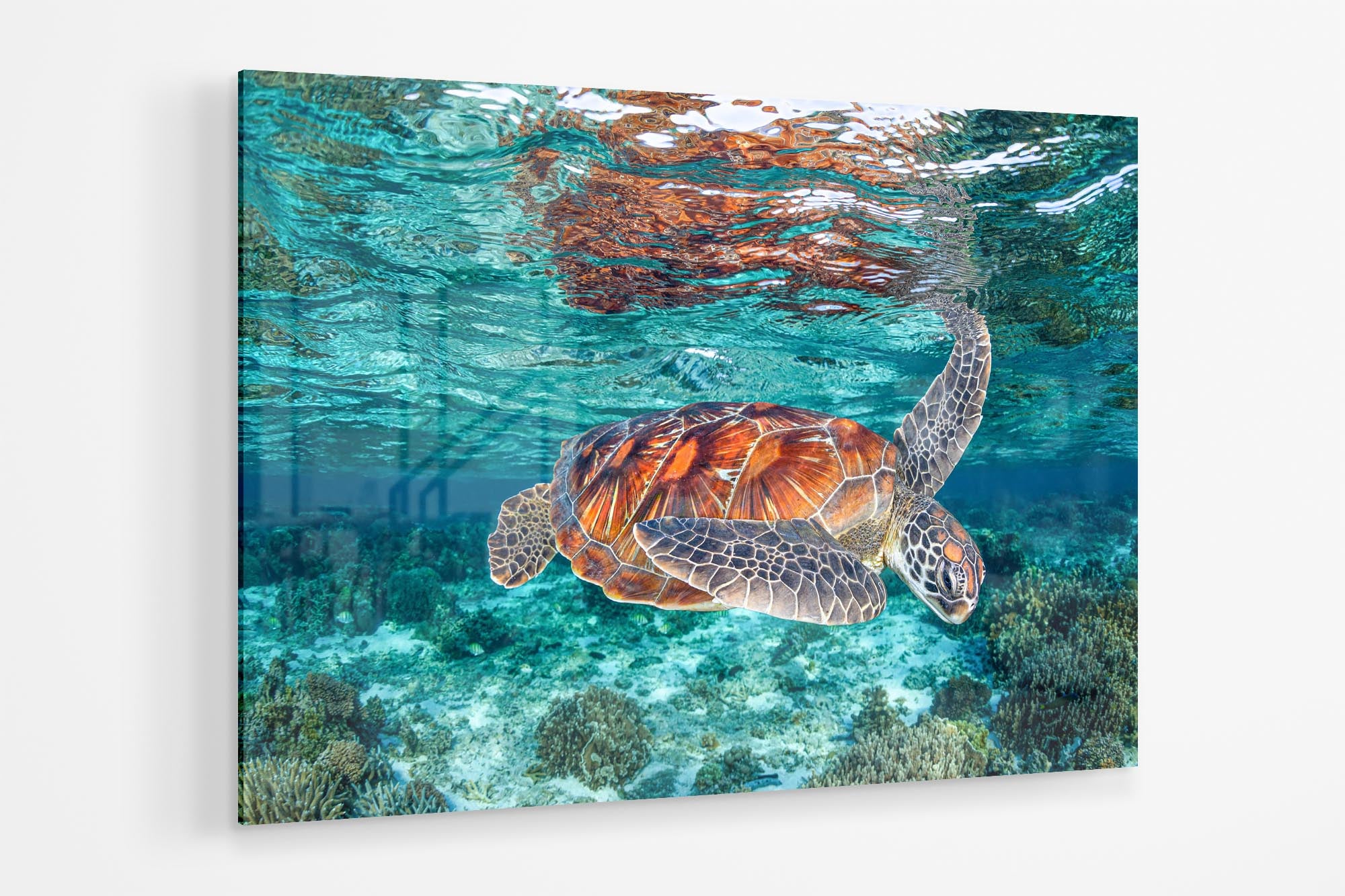 Turquoise Turtle | Great Barrier Reef