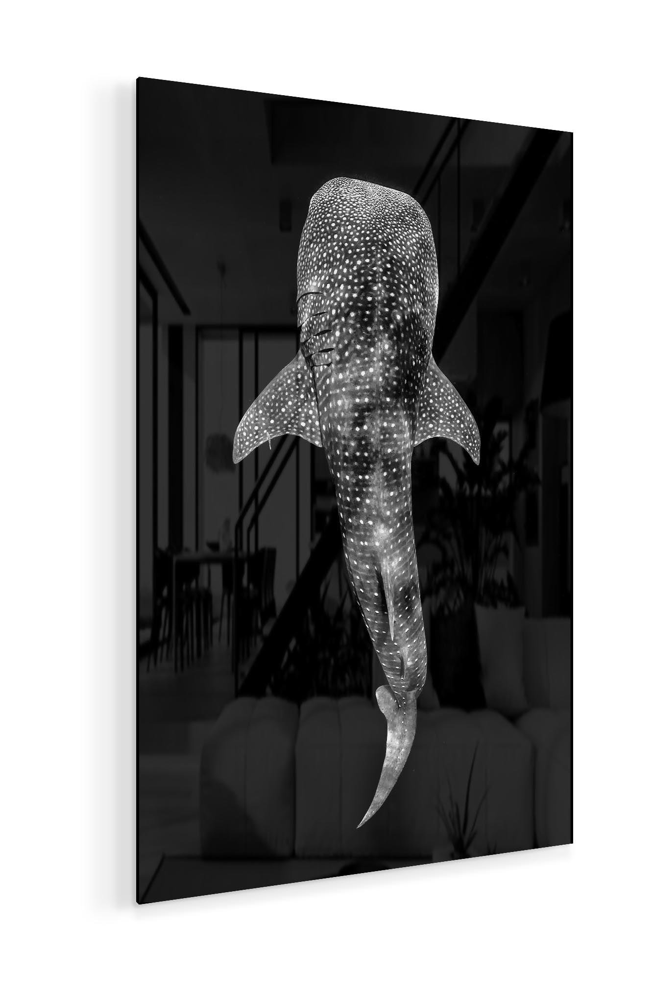 Whale Shark Ningaloo Reef | Vertical