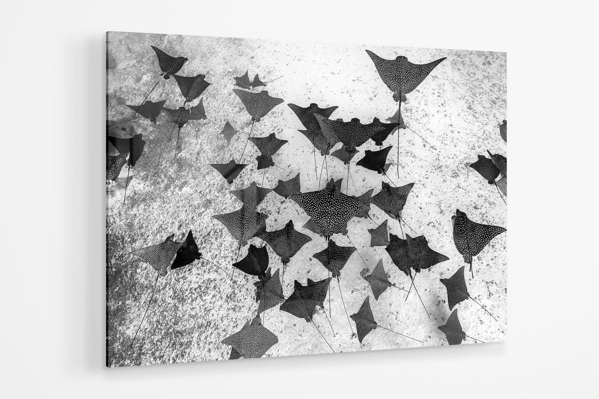 Spotted Eagle Ray Fever Monochrome