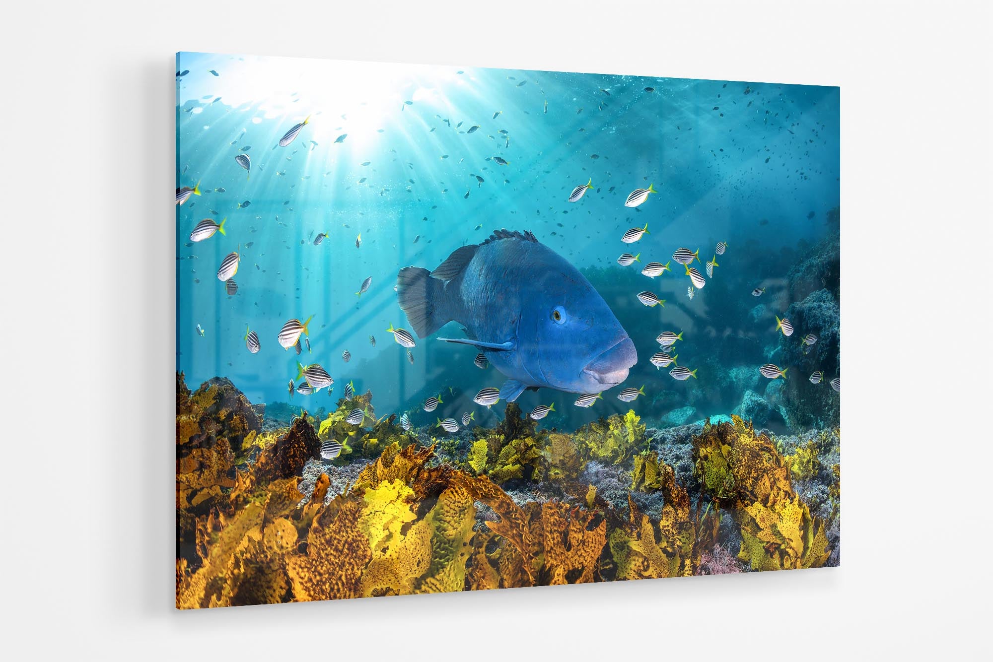 Blue Groper | Great Southern Reef | Jervis Bay