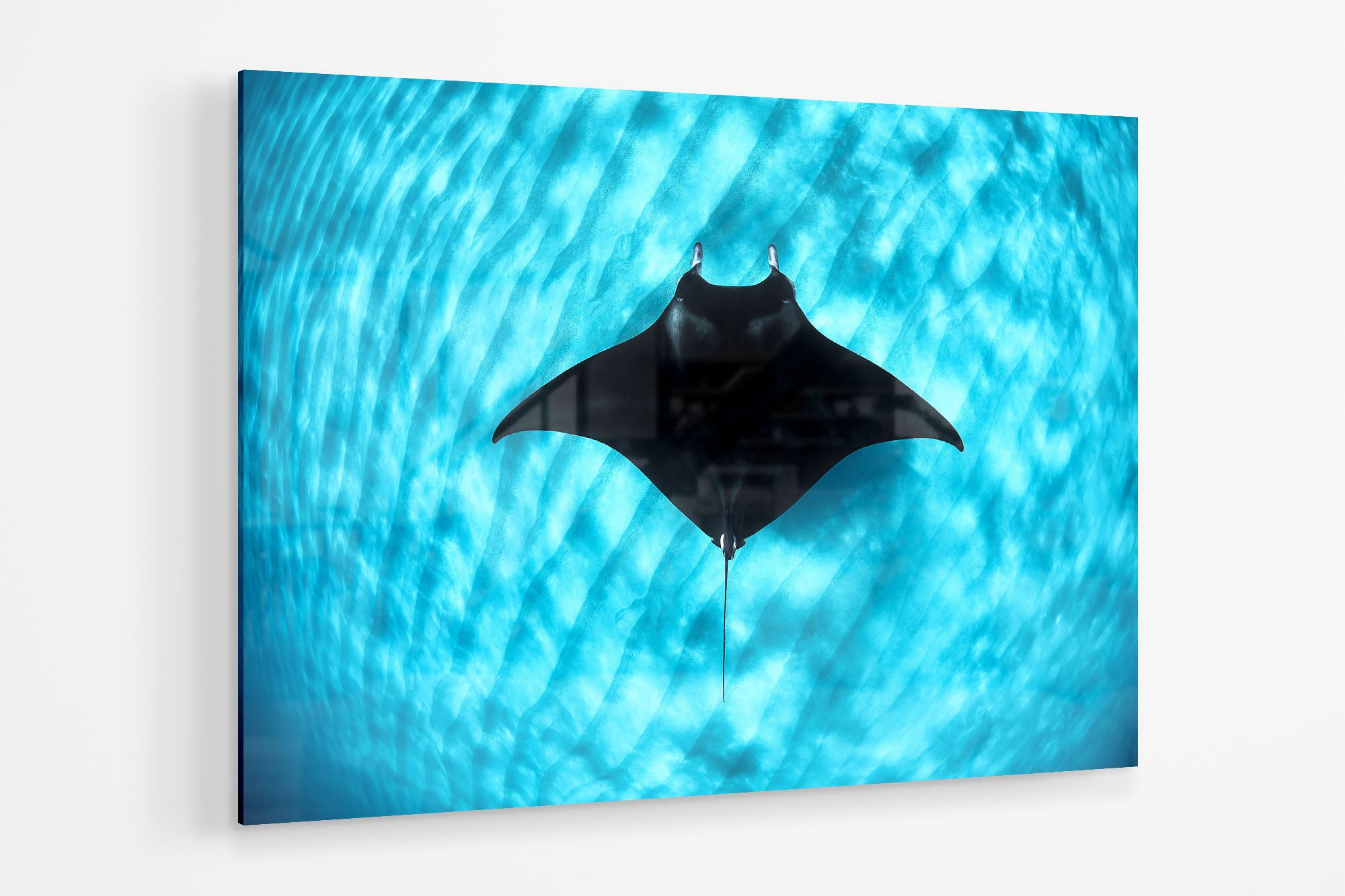 Manta Ray Coral Bay | Ningaloo Reef