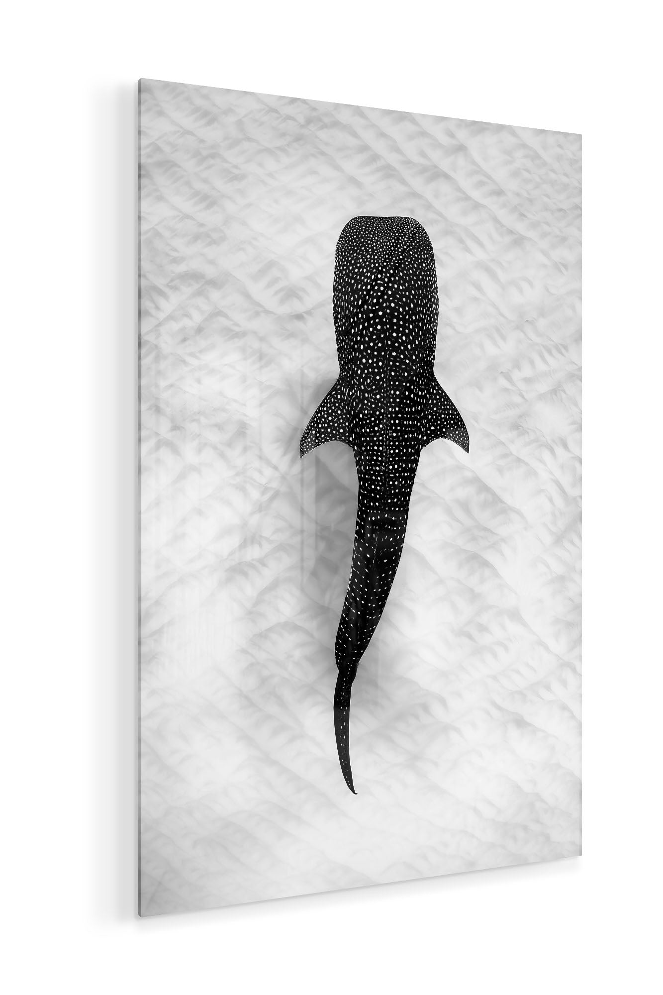 Whale Shark on the Sand Ningaloo Reef | Monochrome