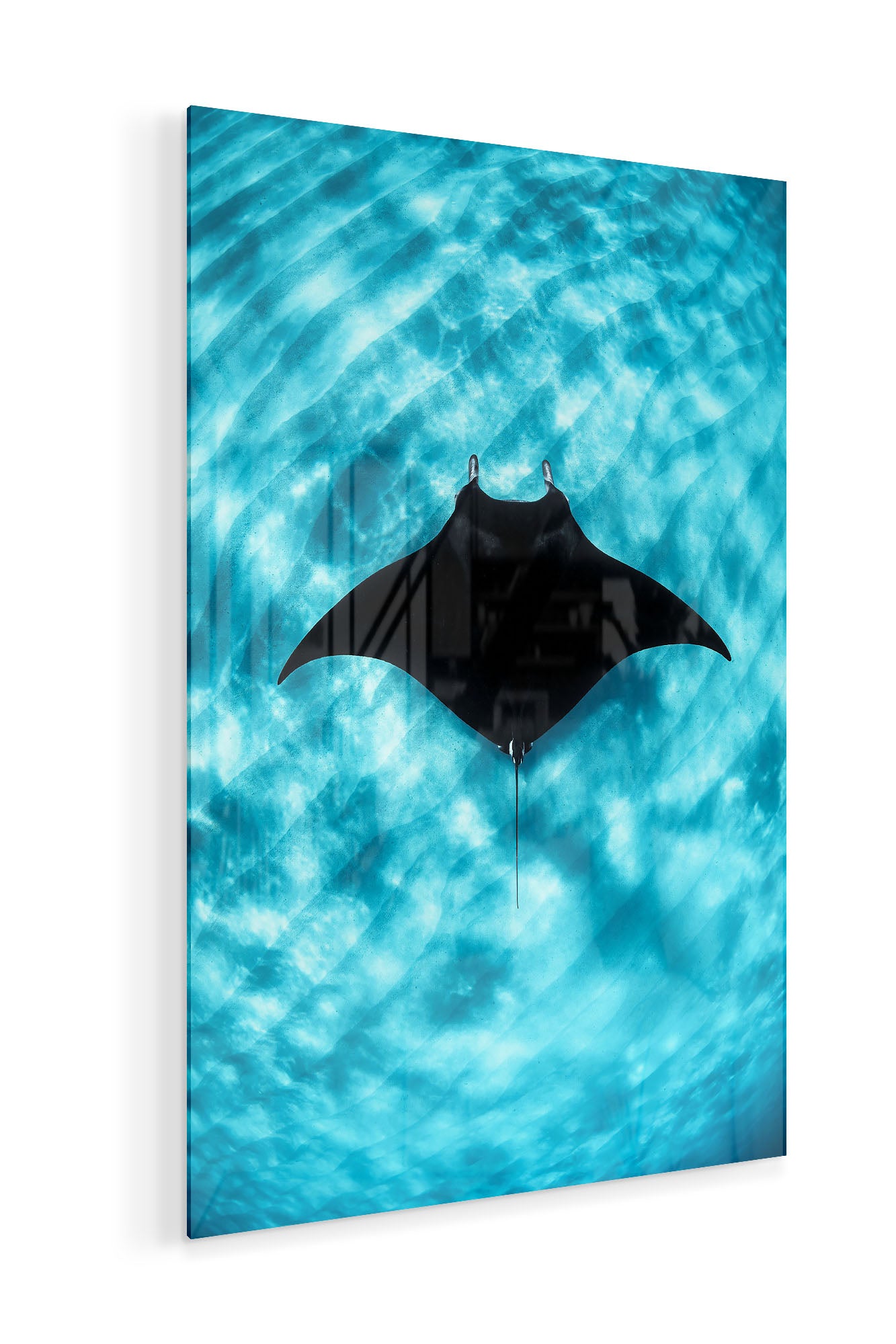 Manta Ray Vertical | Coral Bay Ningaloo Reef