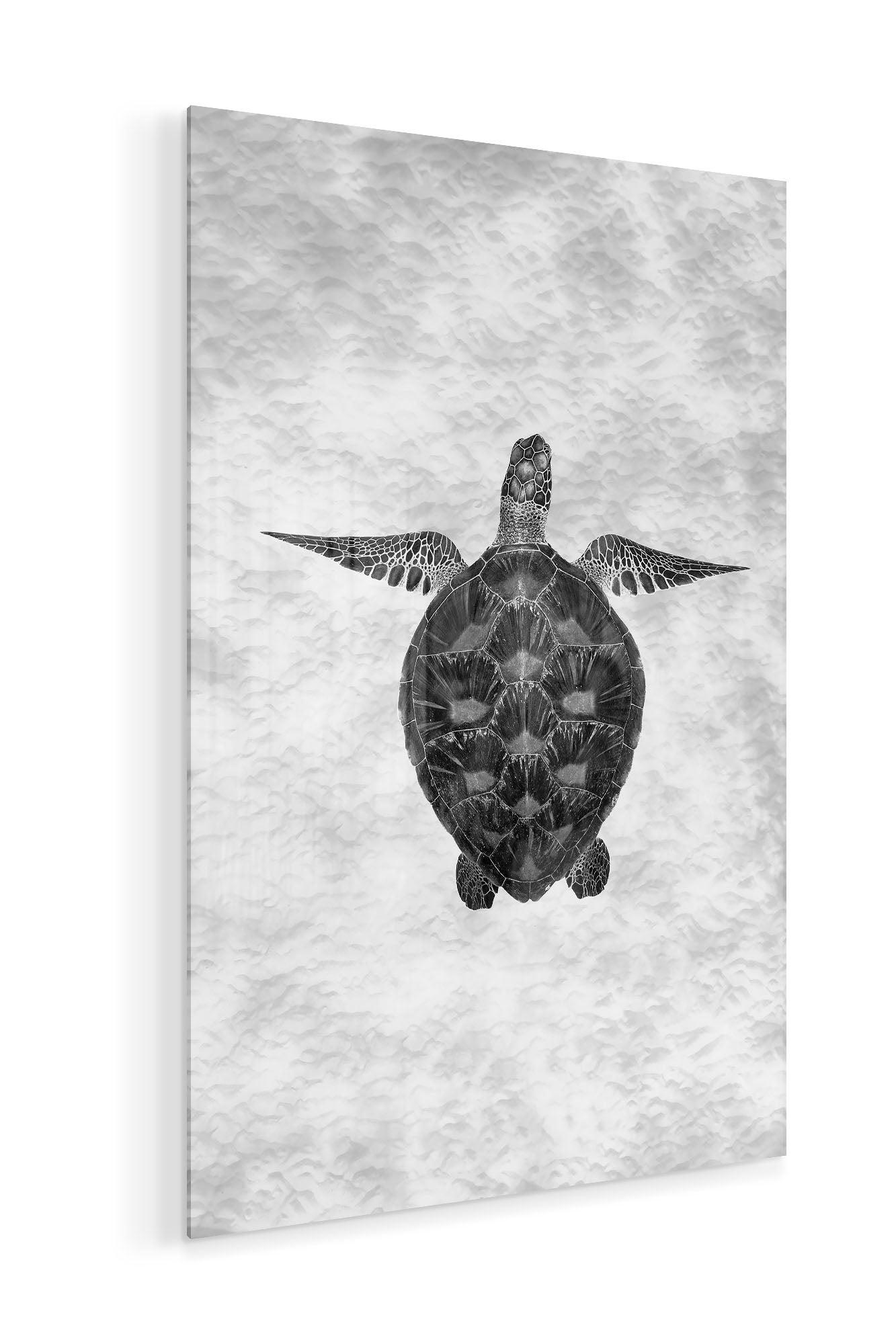 Green Sea Turtle Clarity Monochrome | Vertical