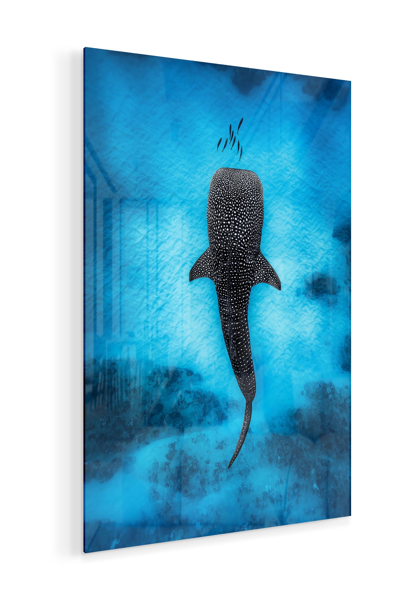 Whale Shark Dreams | Ningaloo Reef