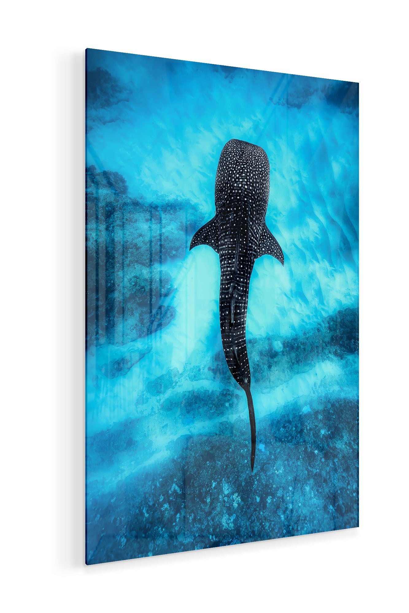 Whale Shark Over The Reef | Ningaloo Reef