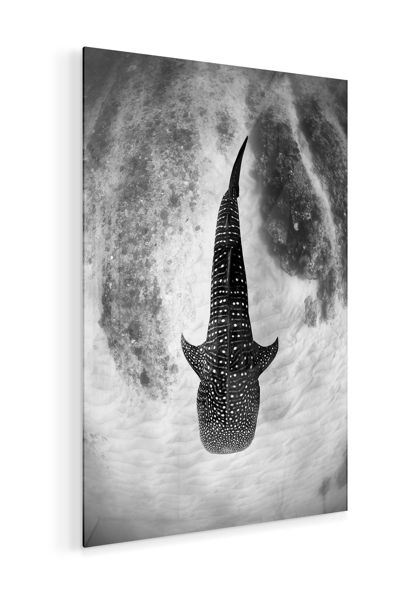 Whale Shark Glide Monochrome | Ningaloo Reef