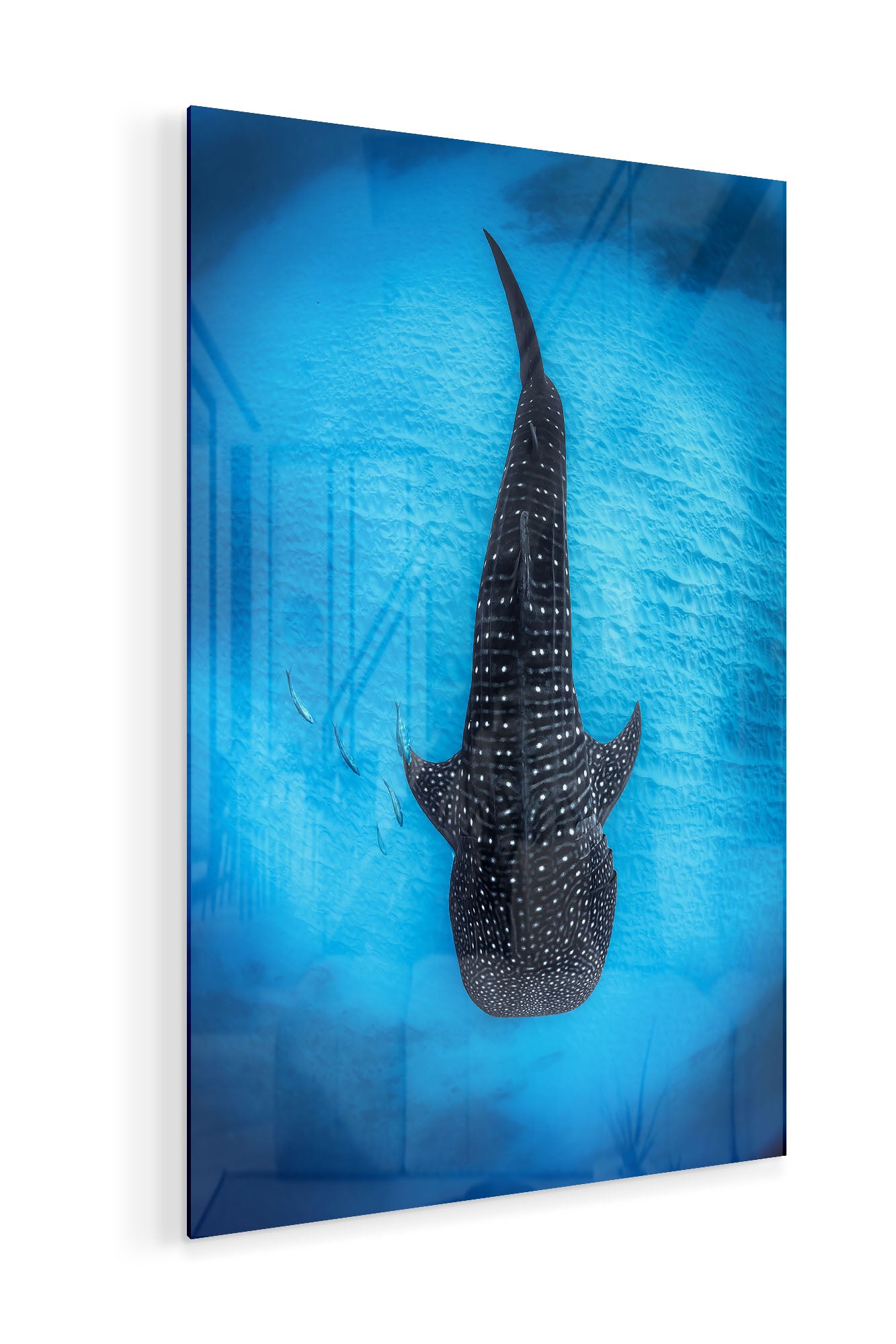 Ningaloo Reef Gentle Giants | Vertical