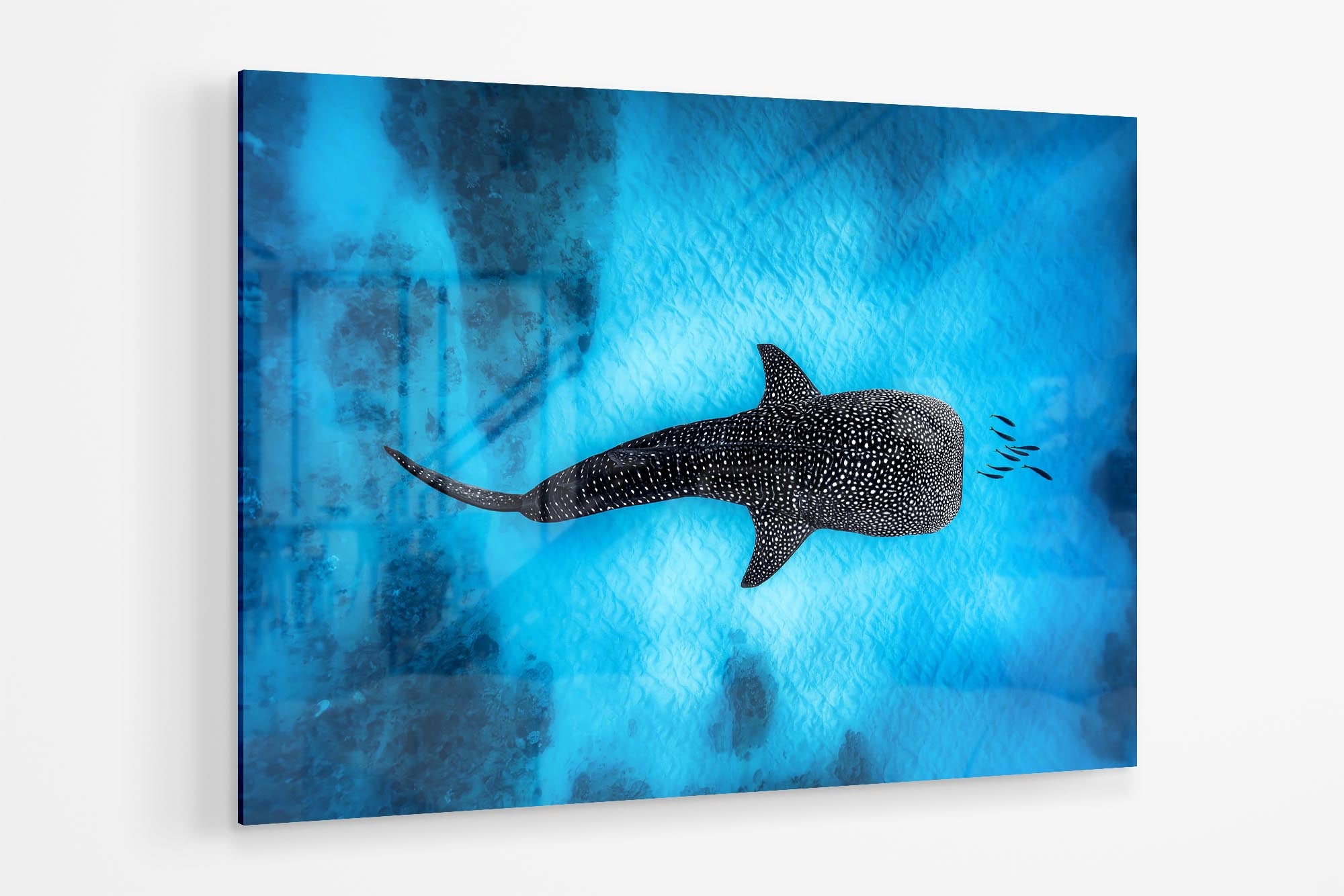 Landscape Whale Shark Dreams Ningaloo Reef