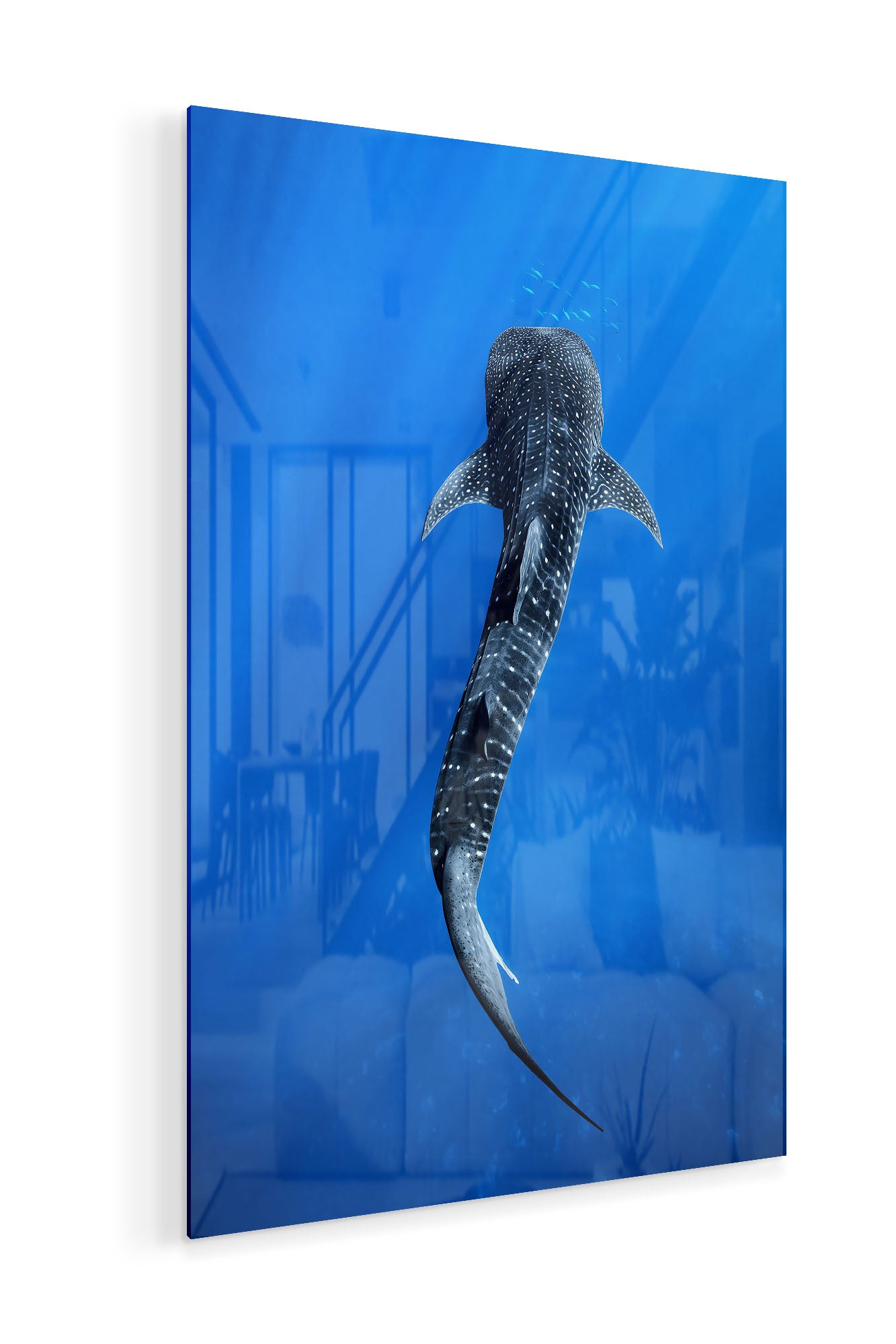 Into The Blue Whale Shark | Ningaloo Reef