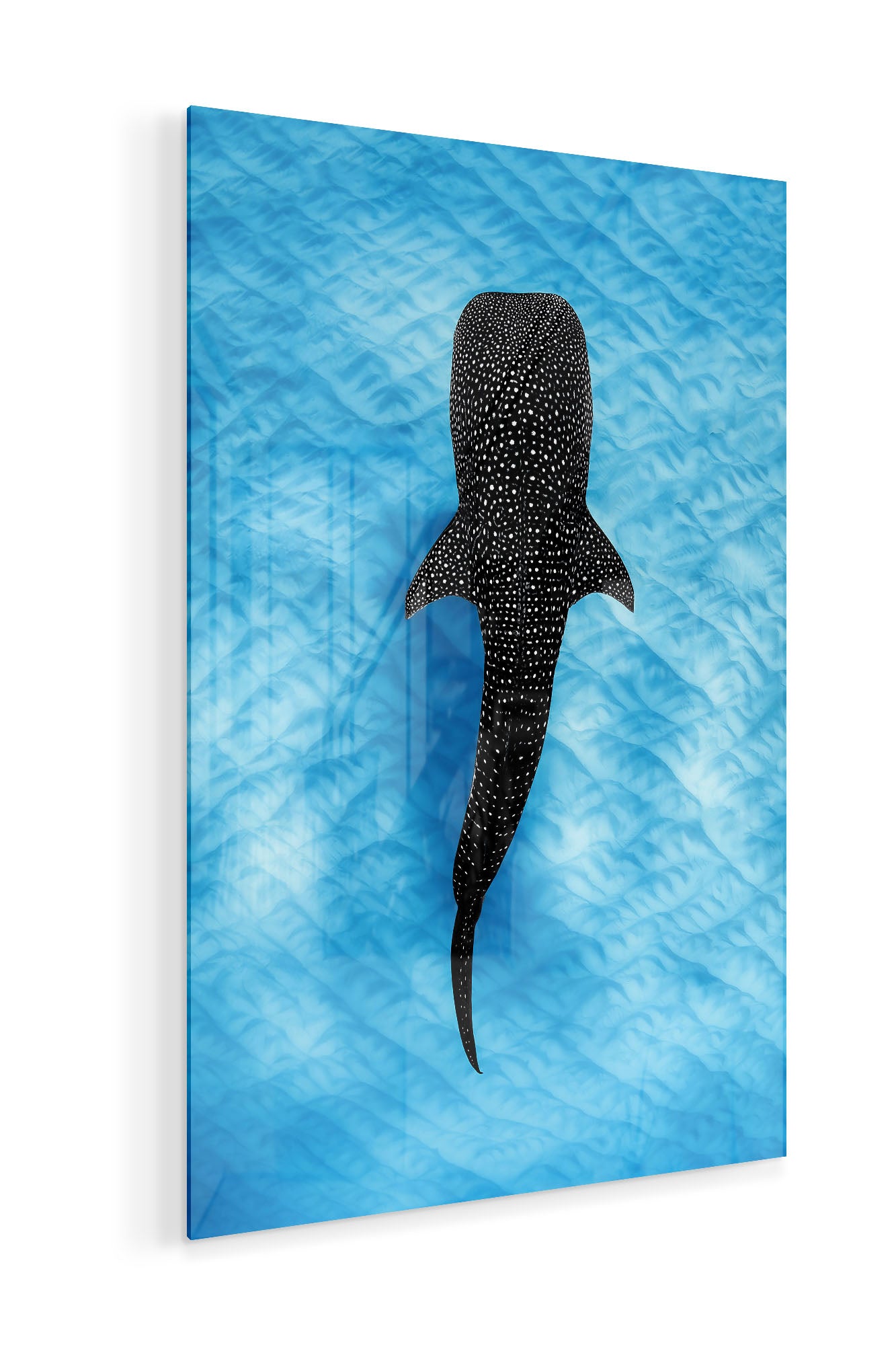 Whale Shark Blues | Ningaloo Reef