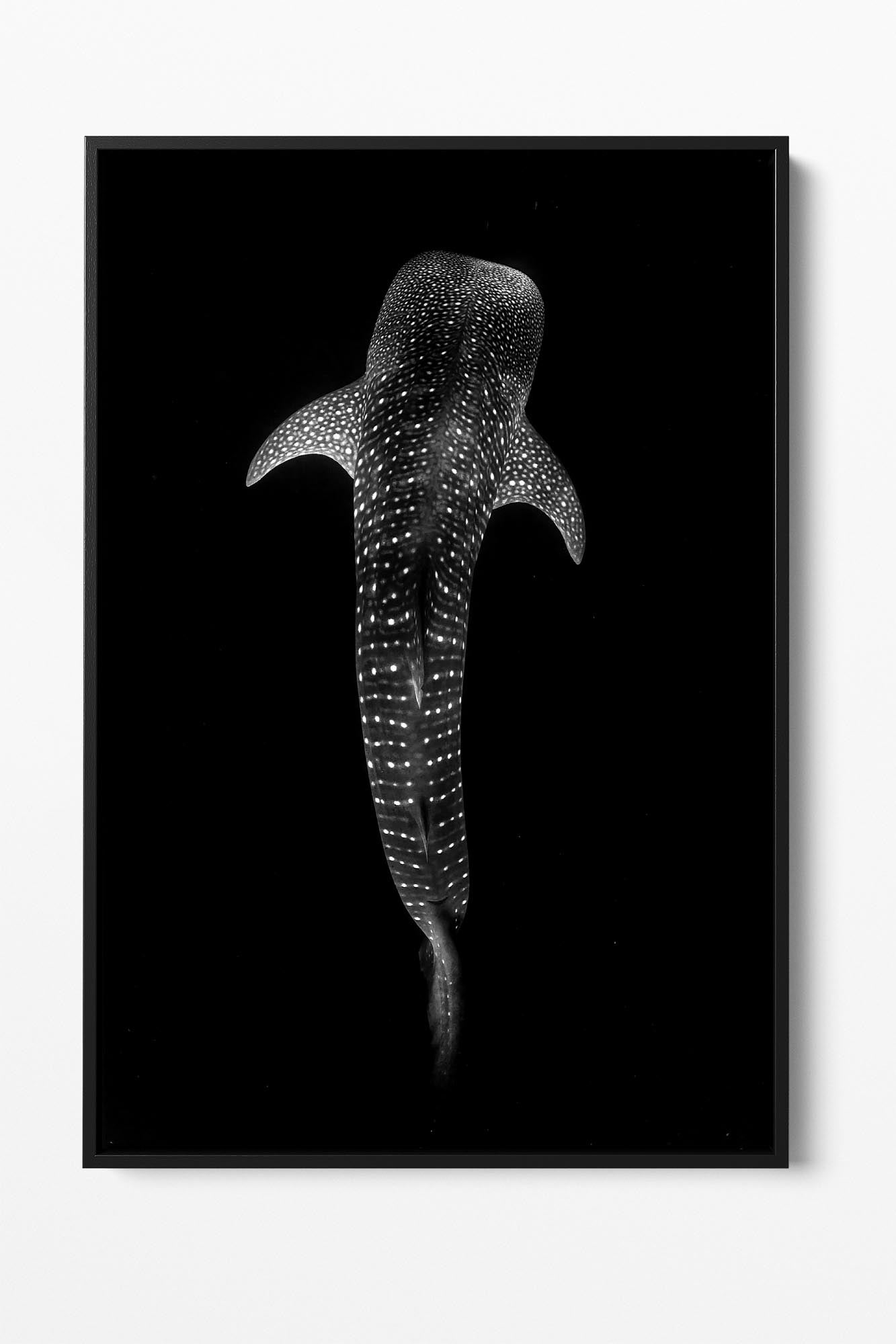 Whale Shark | Vertical