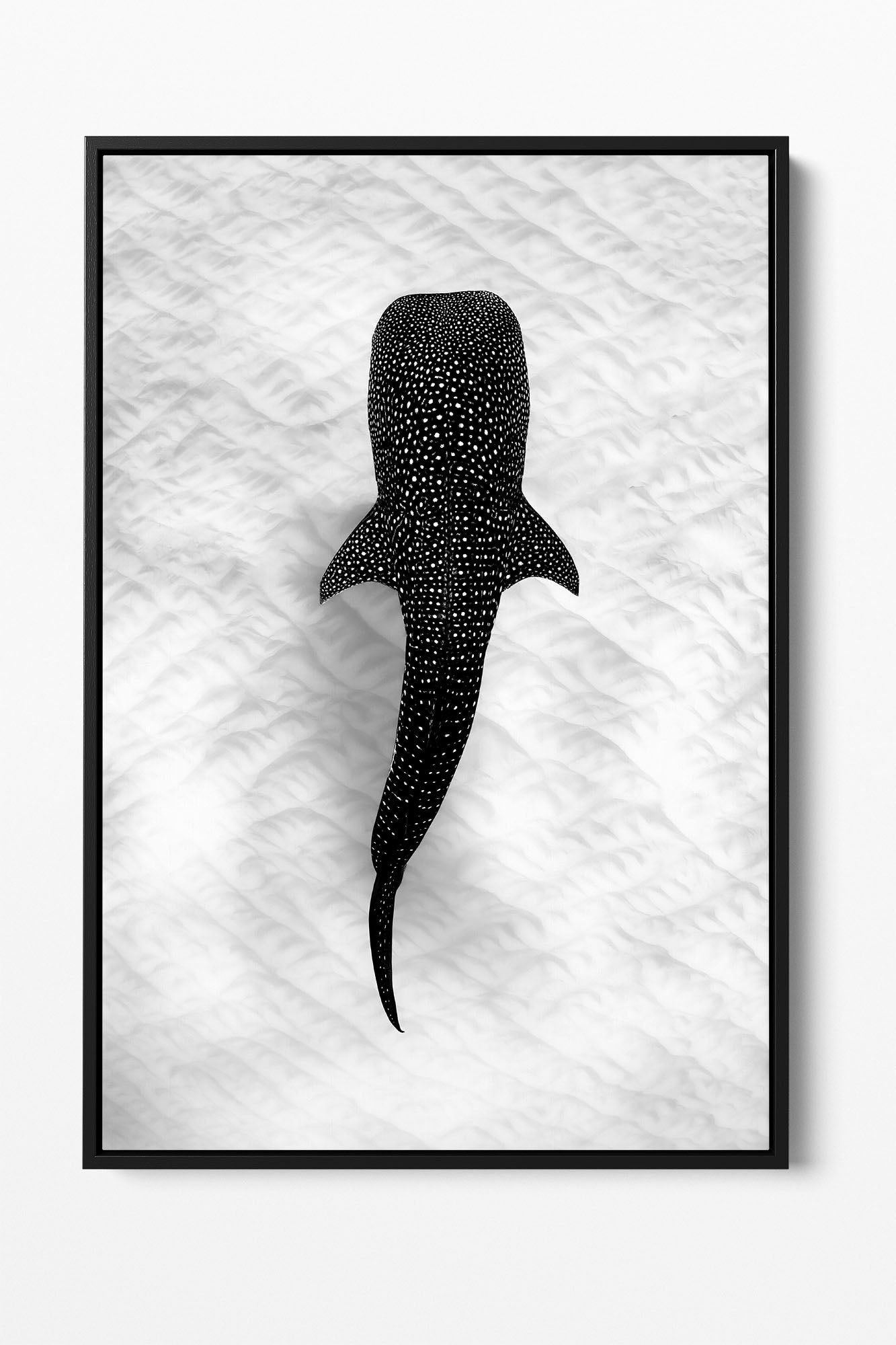 Whale Shark on the Sand Ningaloo Reef | Monochrome