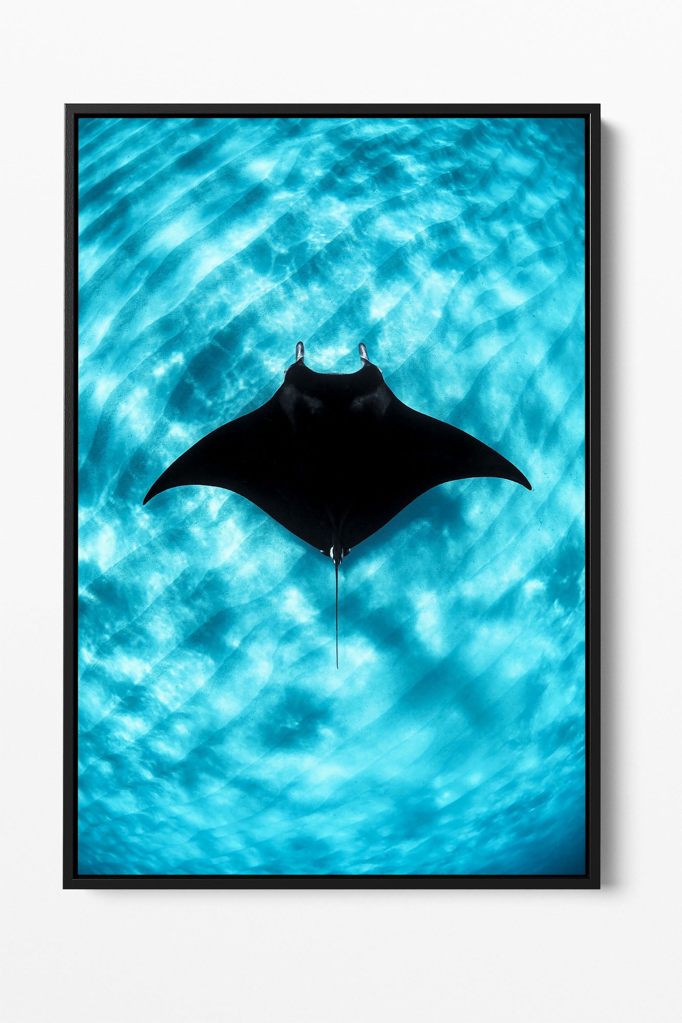 Manta Ray Vertical | Coral Bay Ningaloo Reef