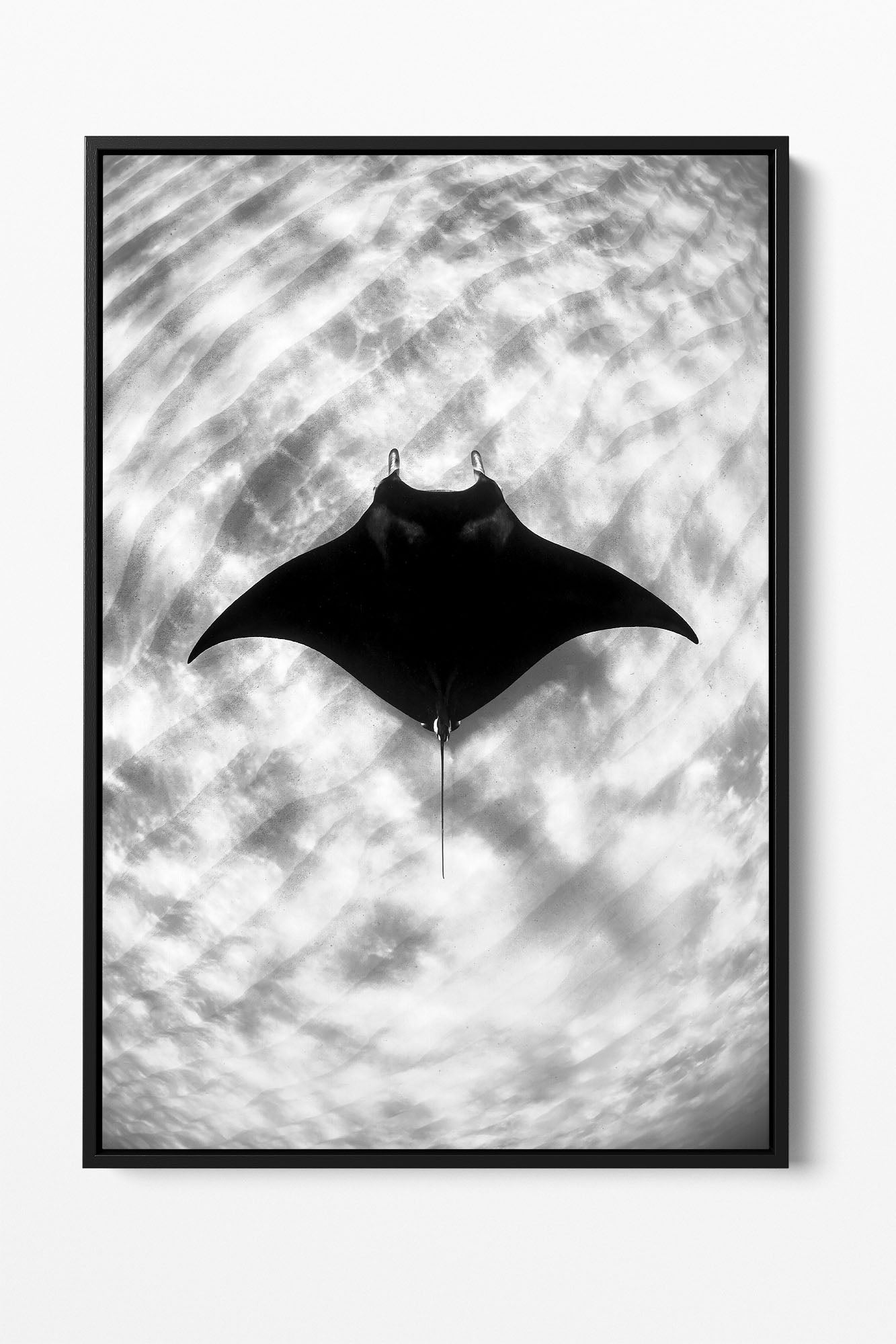 Manta Ray Vertical Monochrome | Ningaloo Reef