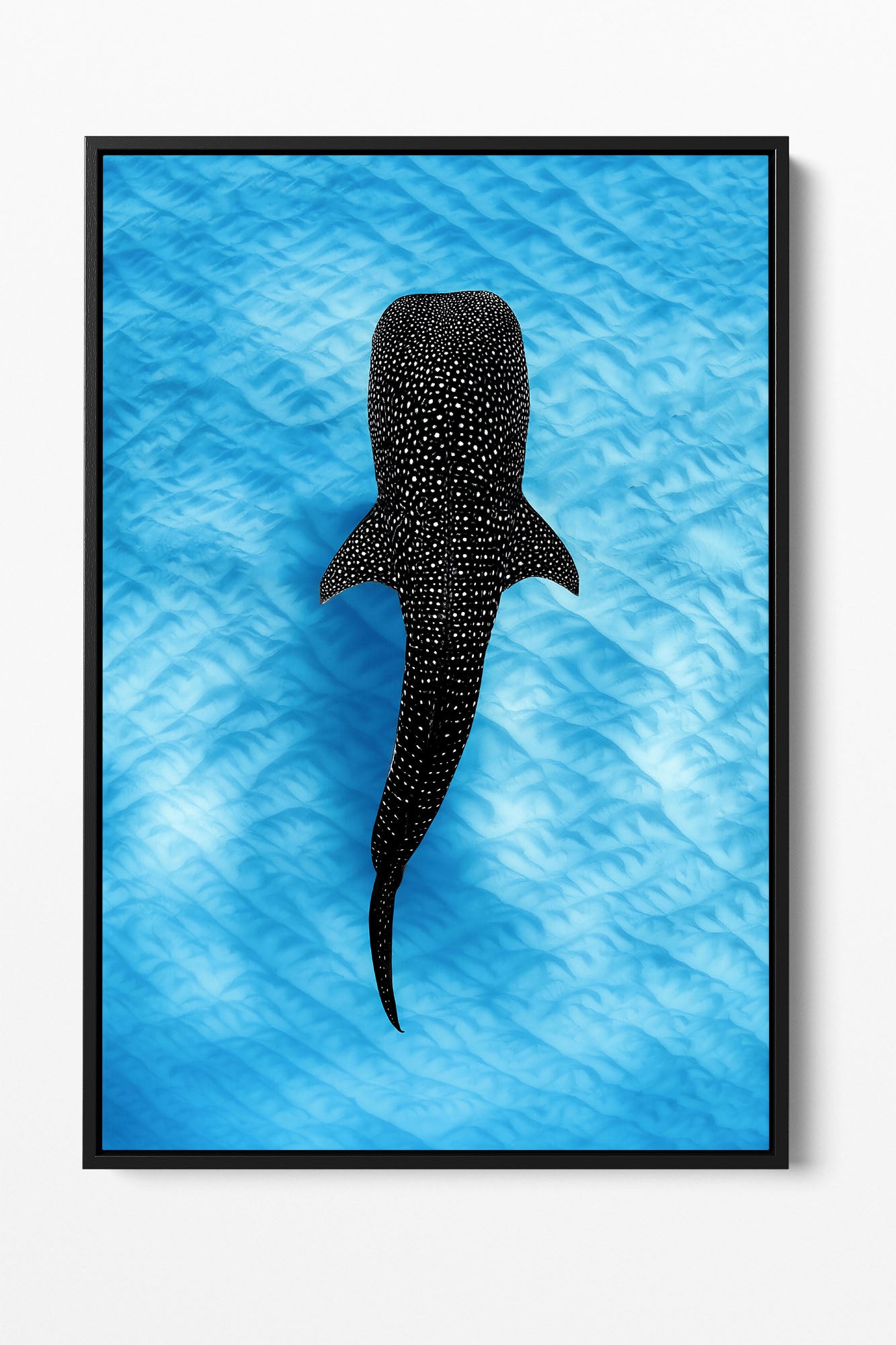 Whale Shark Blues | Ningaloo Reef