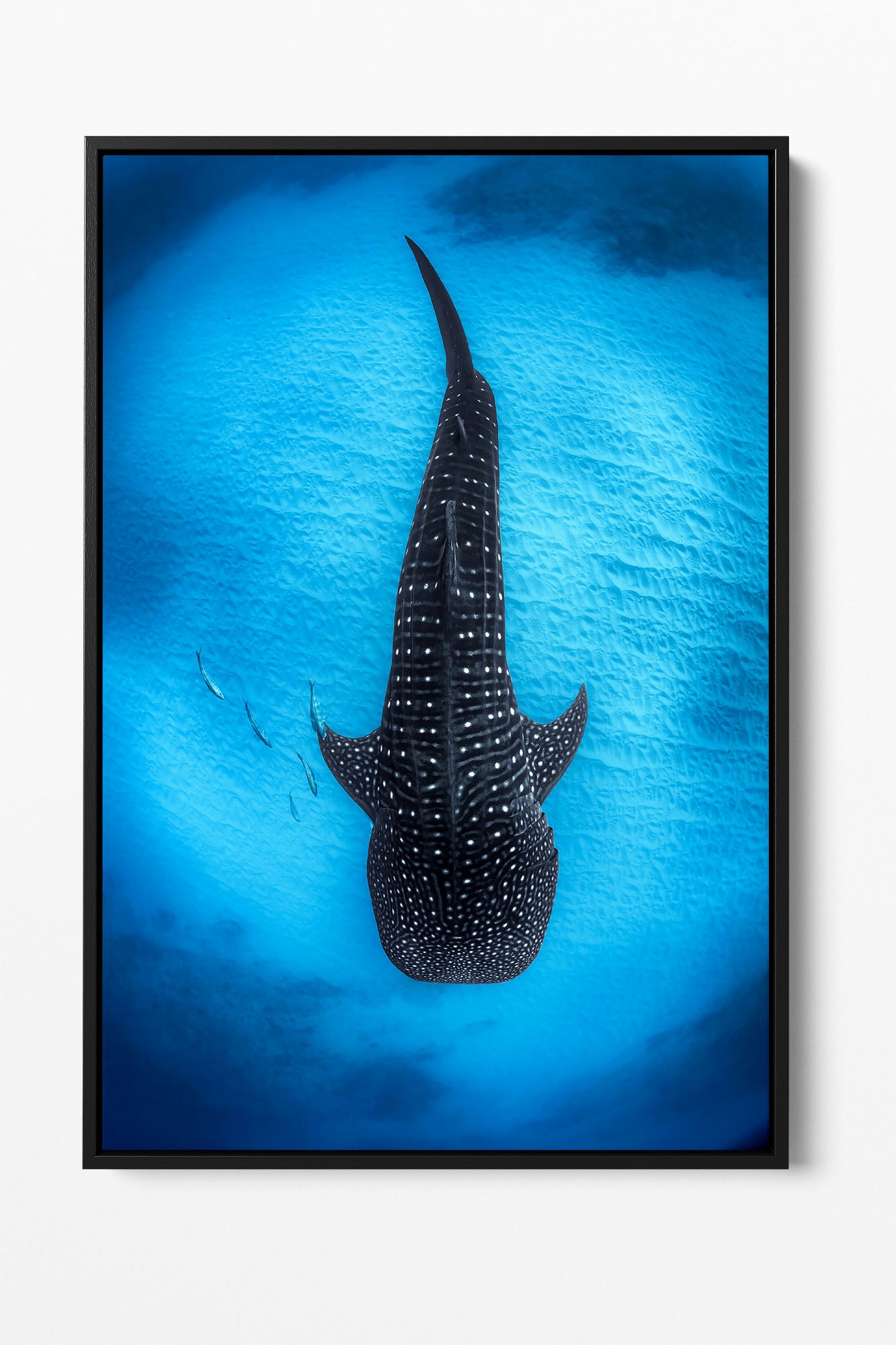 Ningaloo Reef Gentle Giants | Vertical