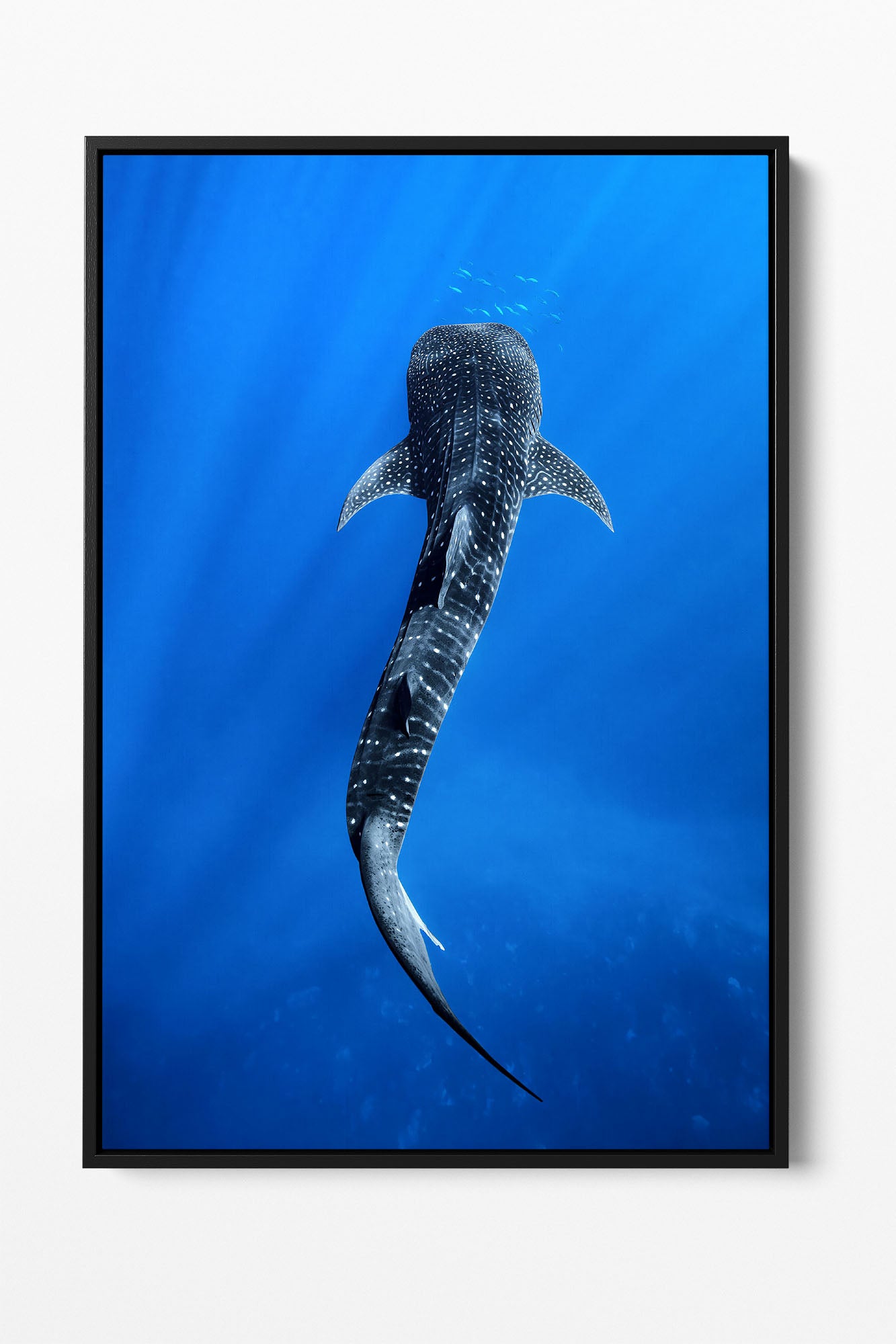 Into The Blue Whale Shark | Ningaloo Reef